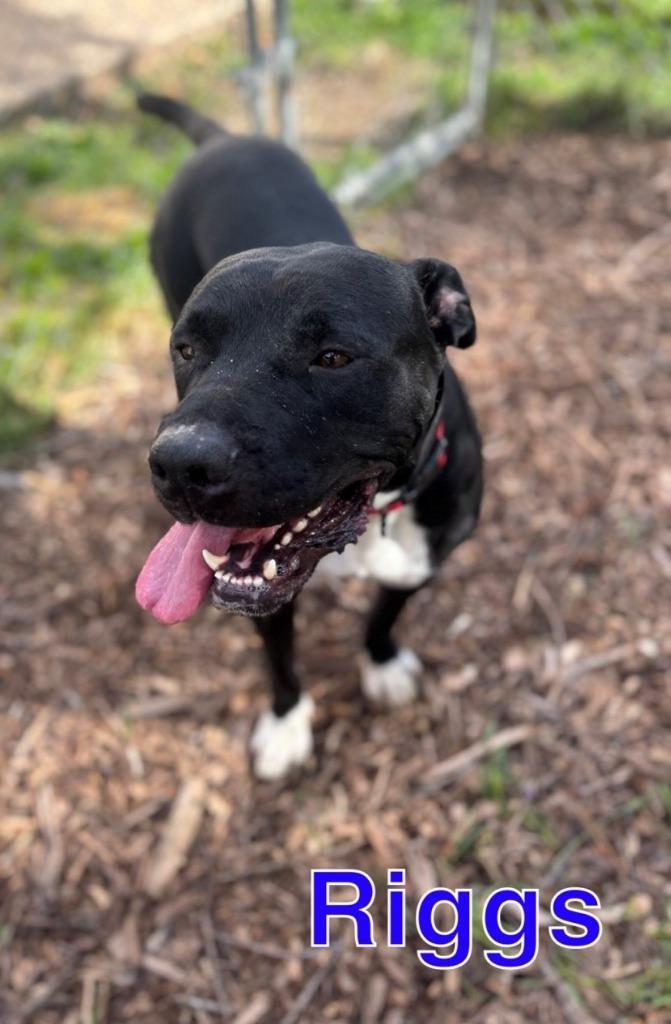 RIGGS, Adoptable, Adult Male Boxer & Labrador Retriever.