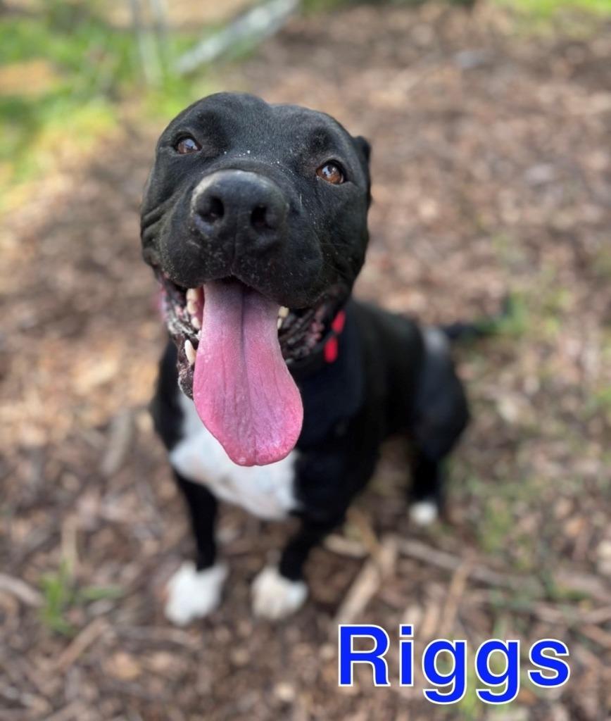 Enlarge RIGGS, a Adoptable mixed breed in Hastings, MI image 3/3