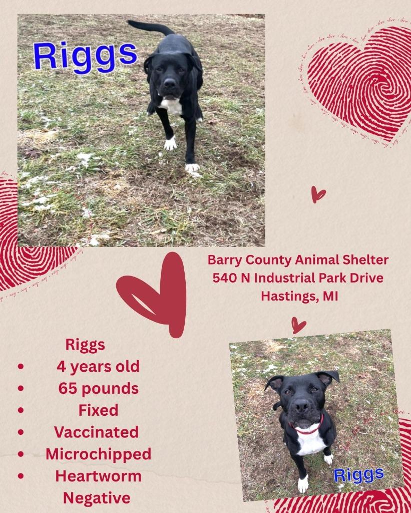Enlarge RIGGS, a Adoptable mixed breed in Hastings, MI image 3/3