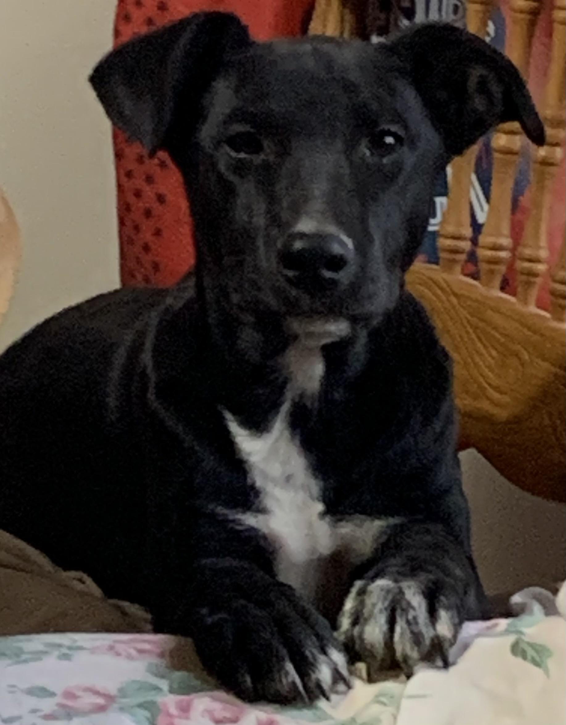 Enlarge Poppy, a Adoptable mixed breed in Coatesville, PA image 1/3