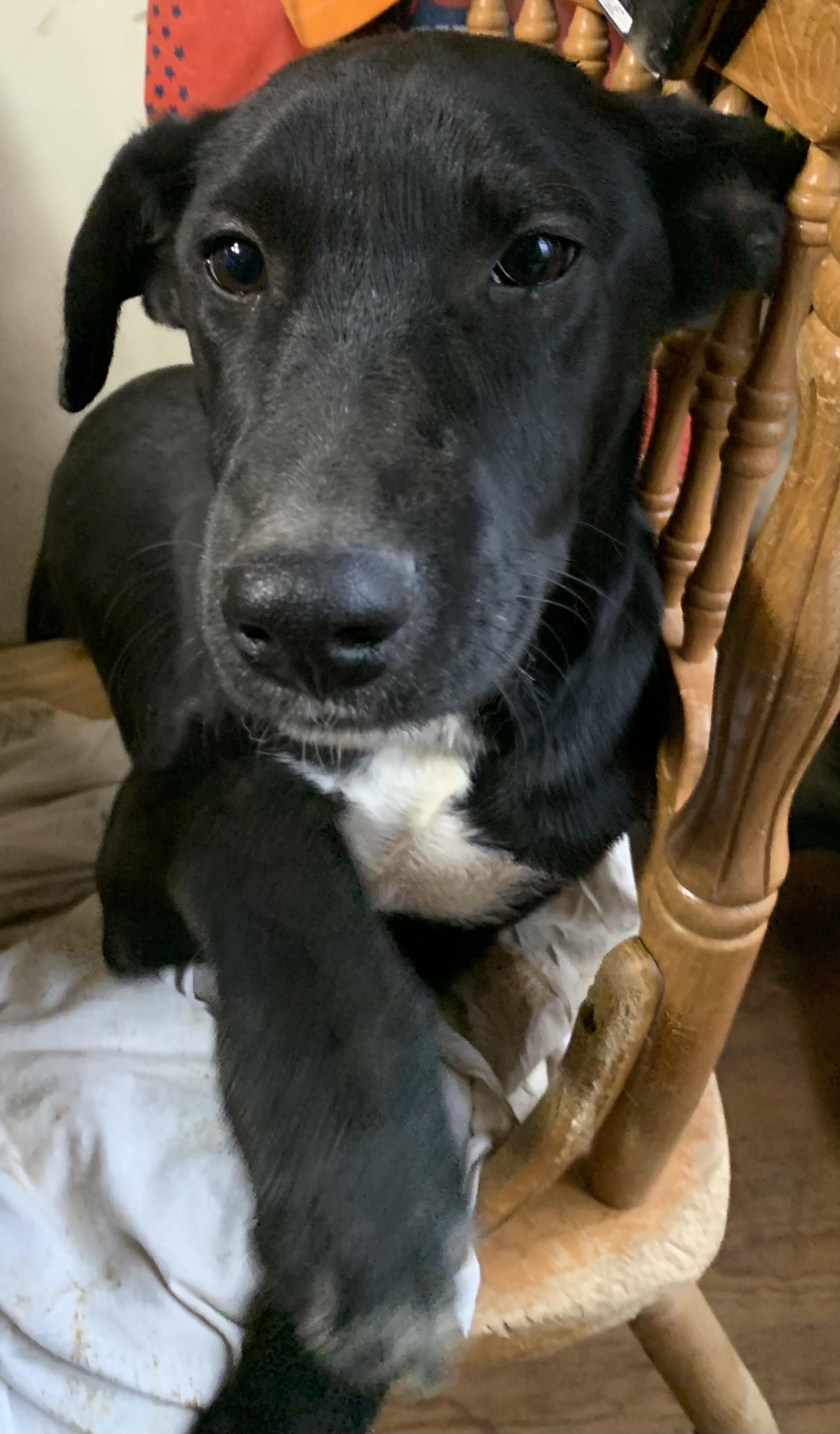 Enlarge Poppy, a Adoptable mixed breed in Coatesville, PA image 2/3