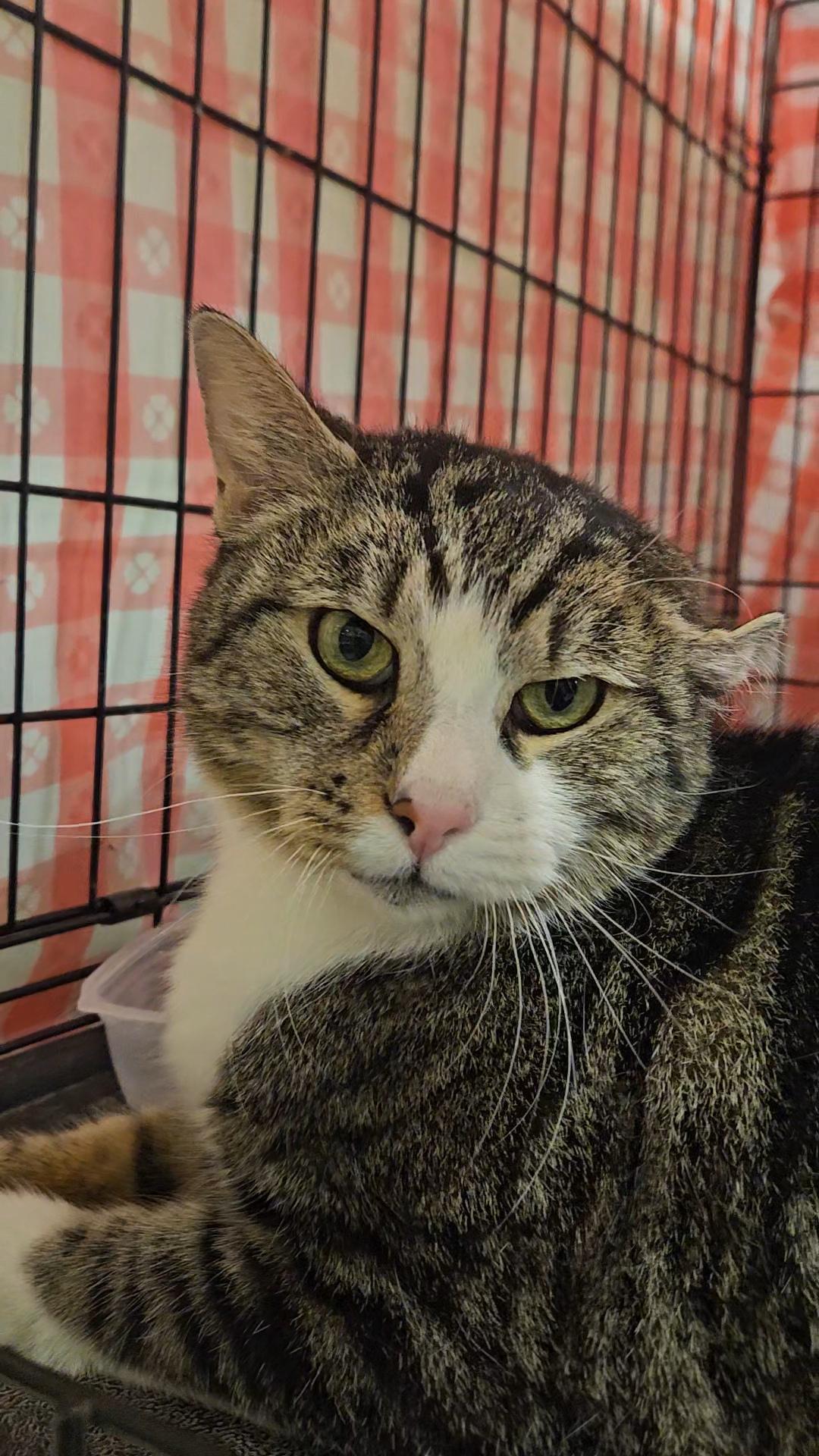 Patience N ~ Gentle Golden Girl