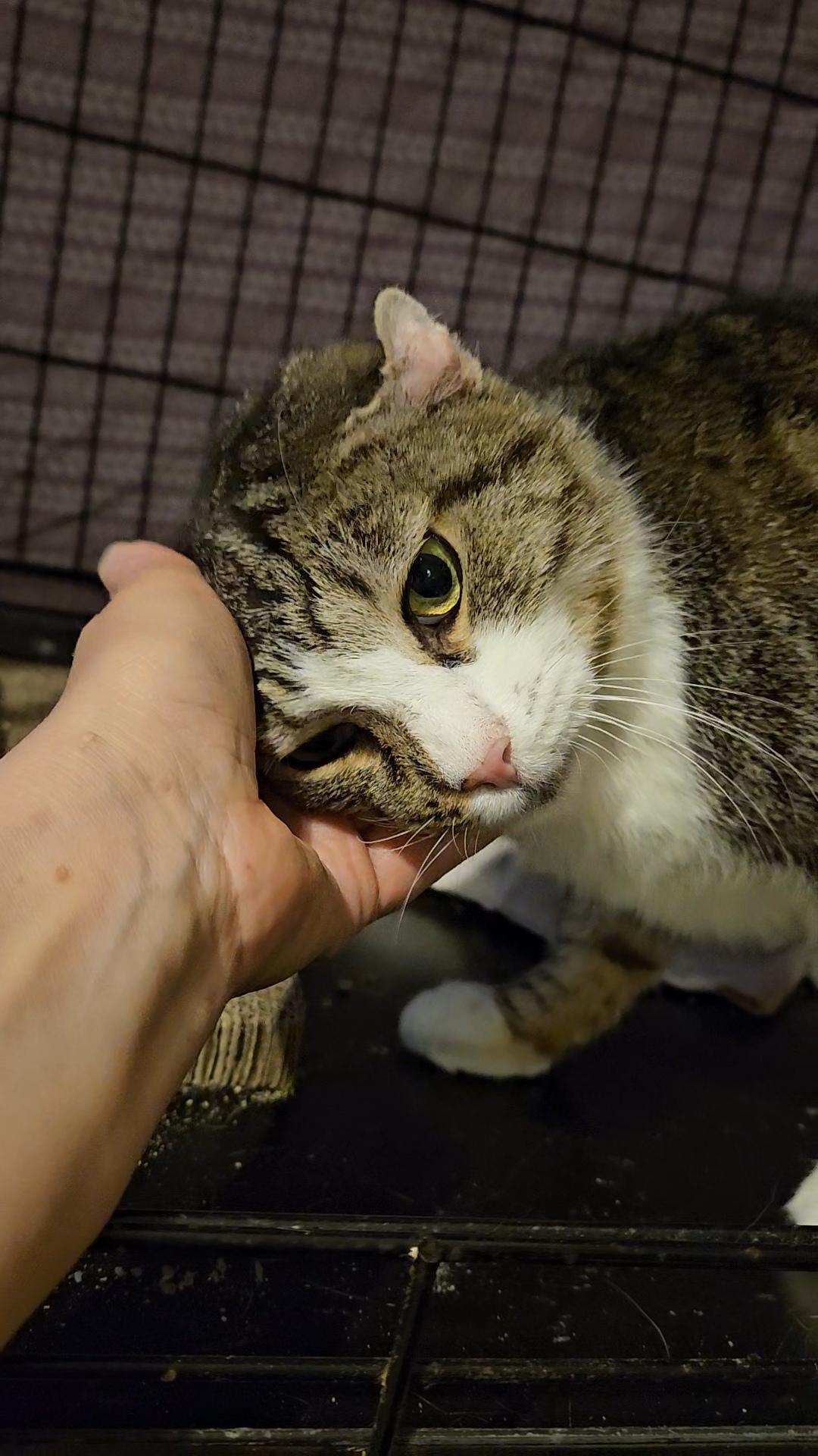 Patience N ~ Gentle Golden Girl