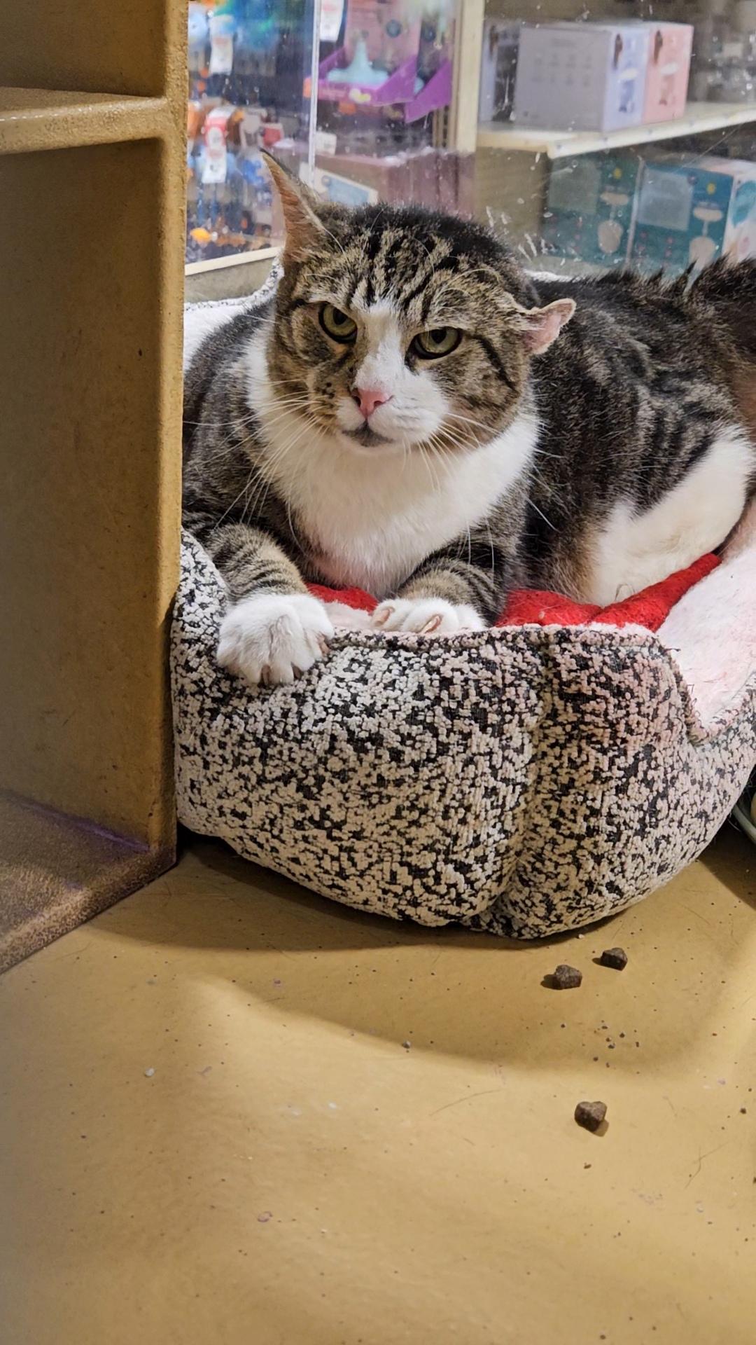 Patience N ~ Gentle Golden Girl, Adoptable, Senior Female Domestic Short Hair.