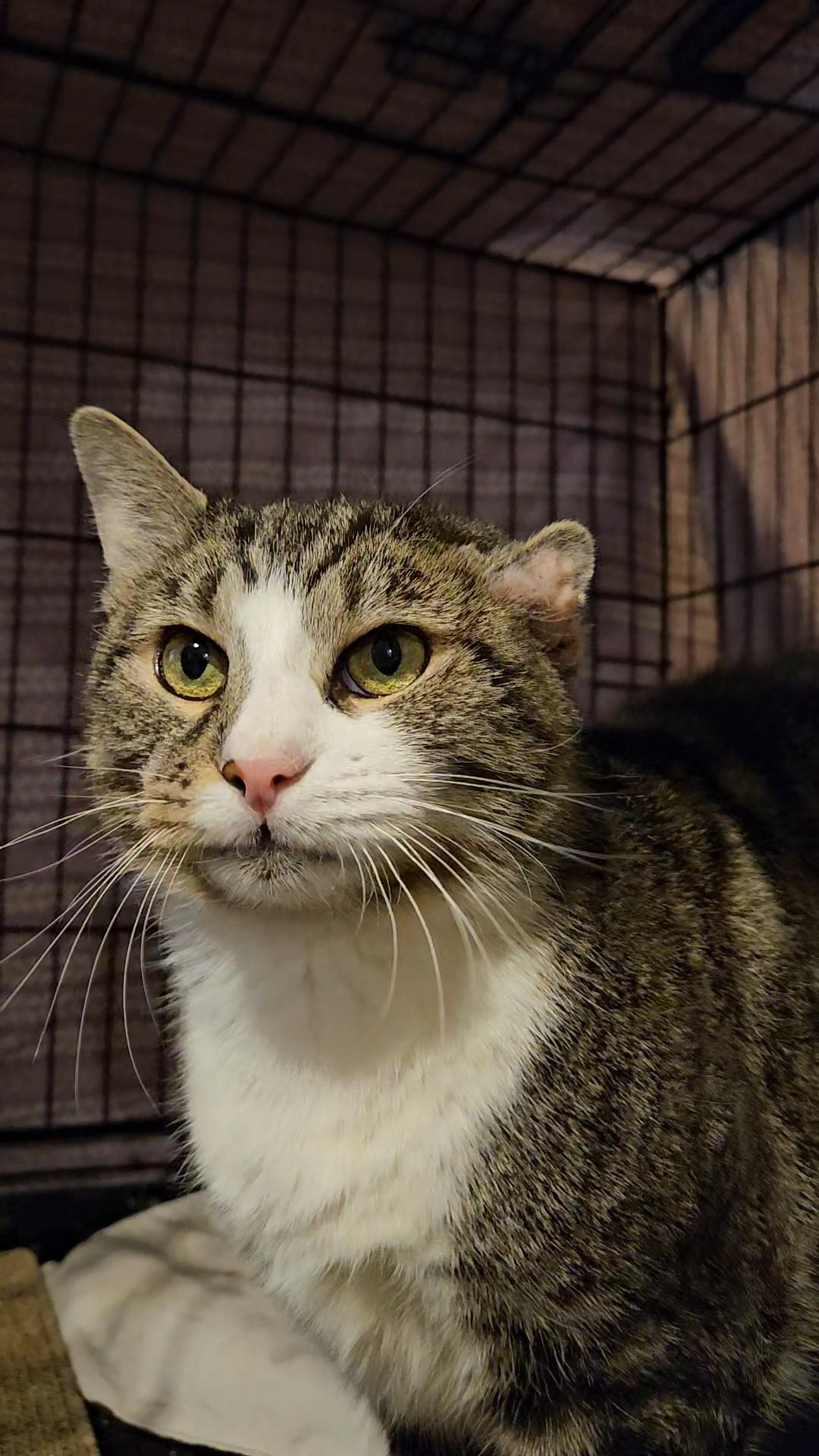 Patience N ~ Gentle Golden Girl