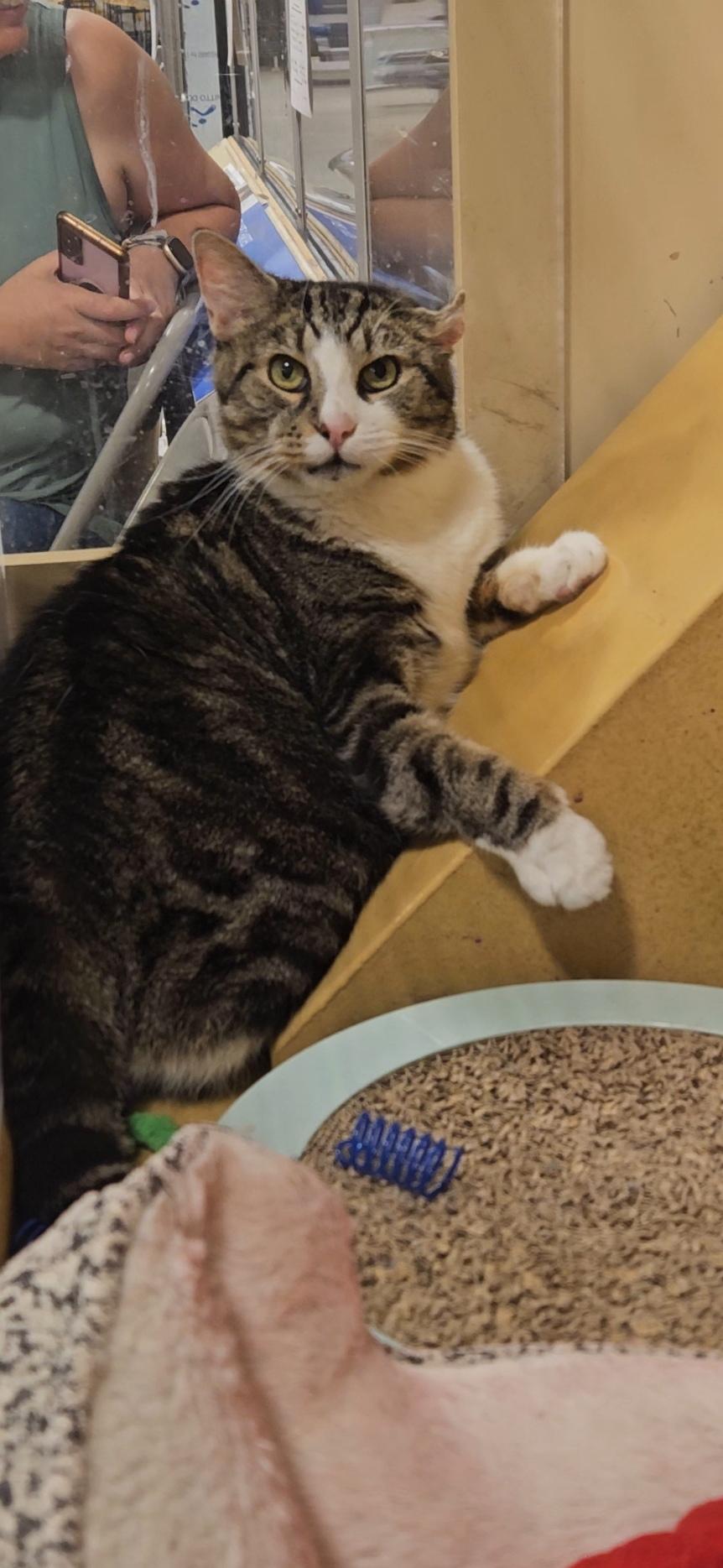 Patience N ~ Gentle Golden Girl