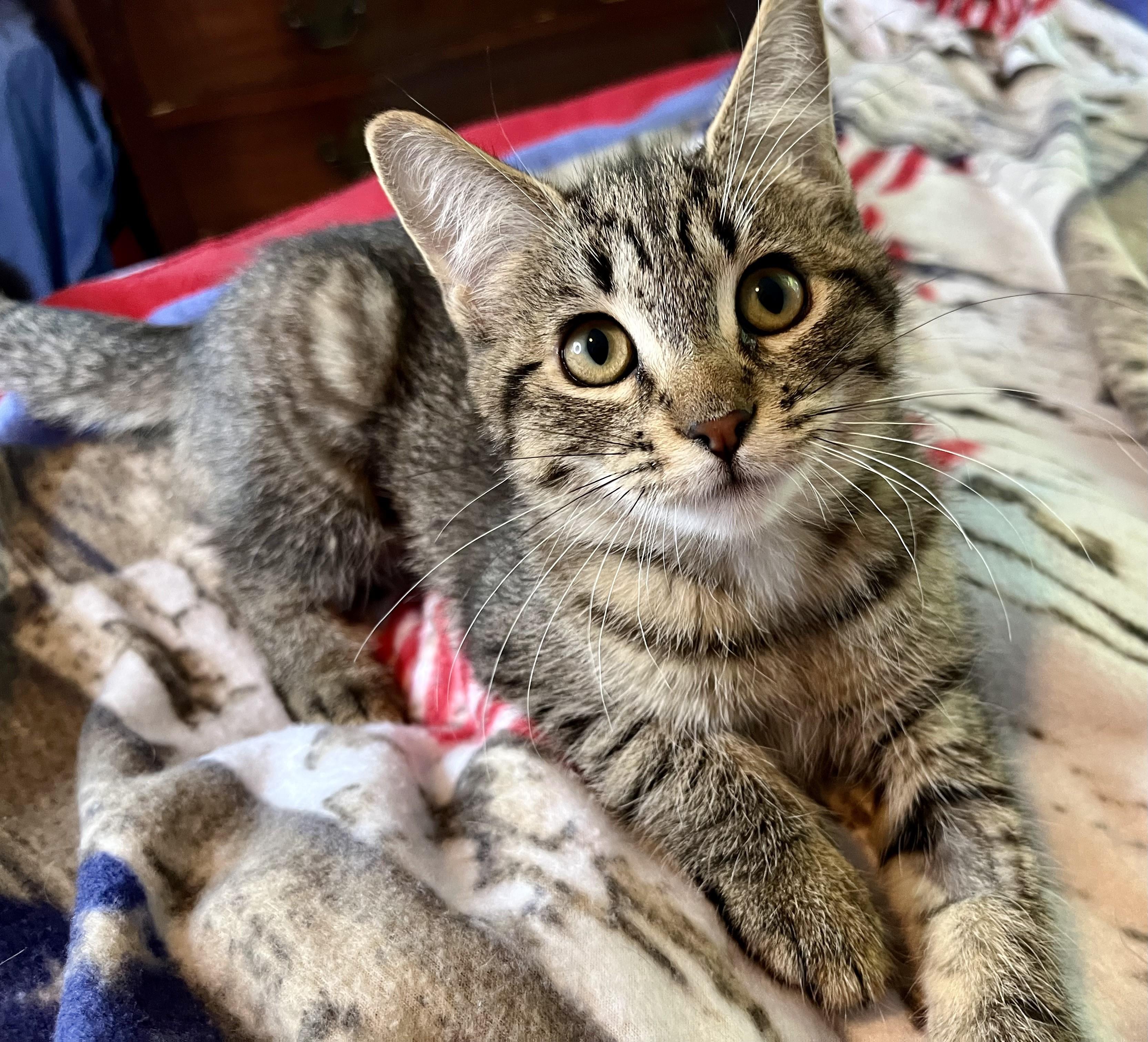 Kyra, ADOPTABLE, Kitten Female Domestic Short Hair.