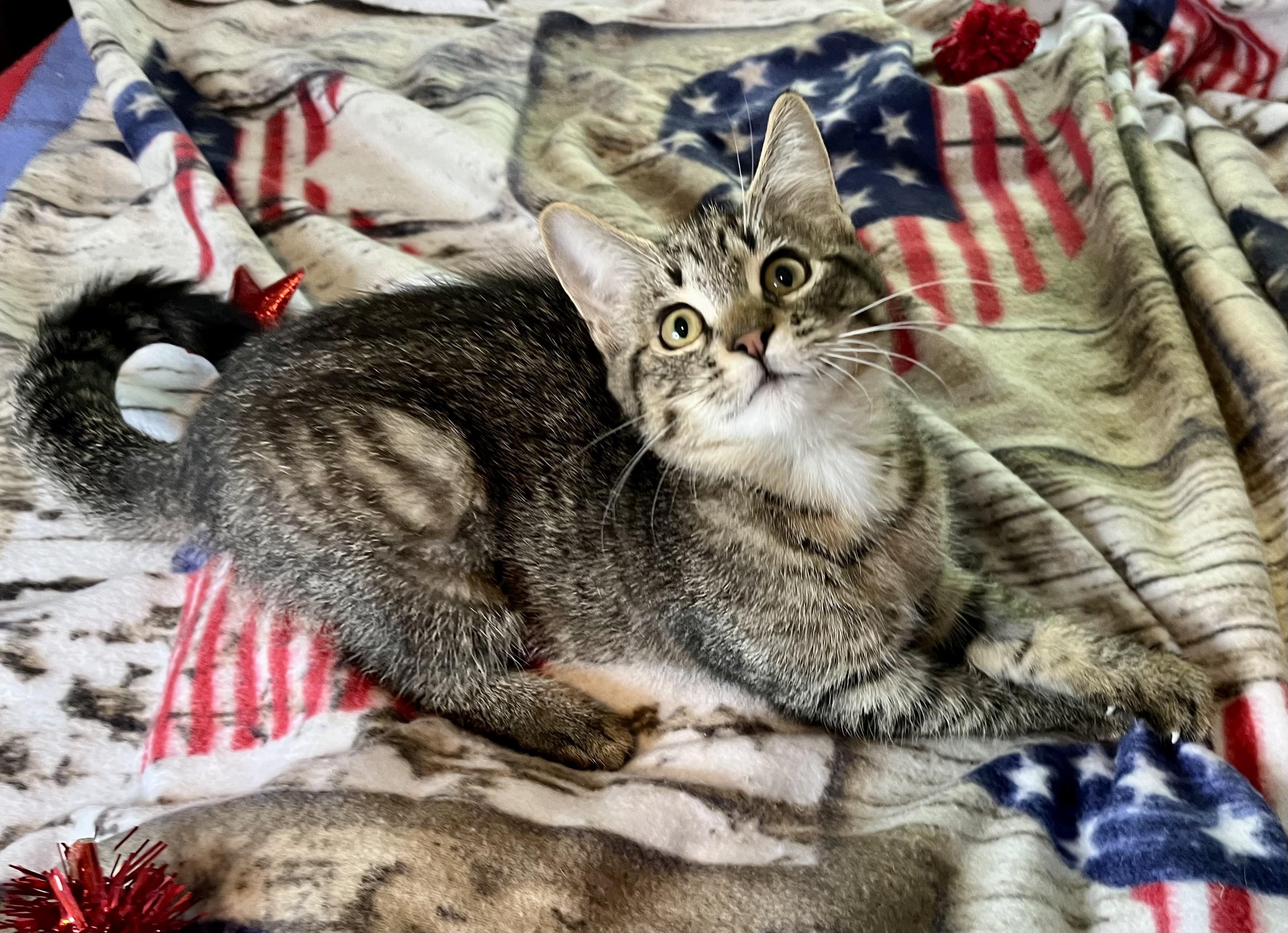 Kyra, a ADOPTABLE mixed breed in Rocky Hill, CT image 2/5