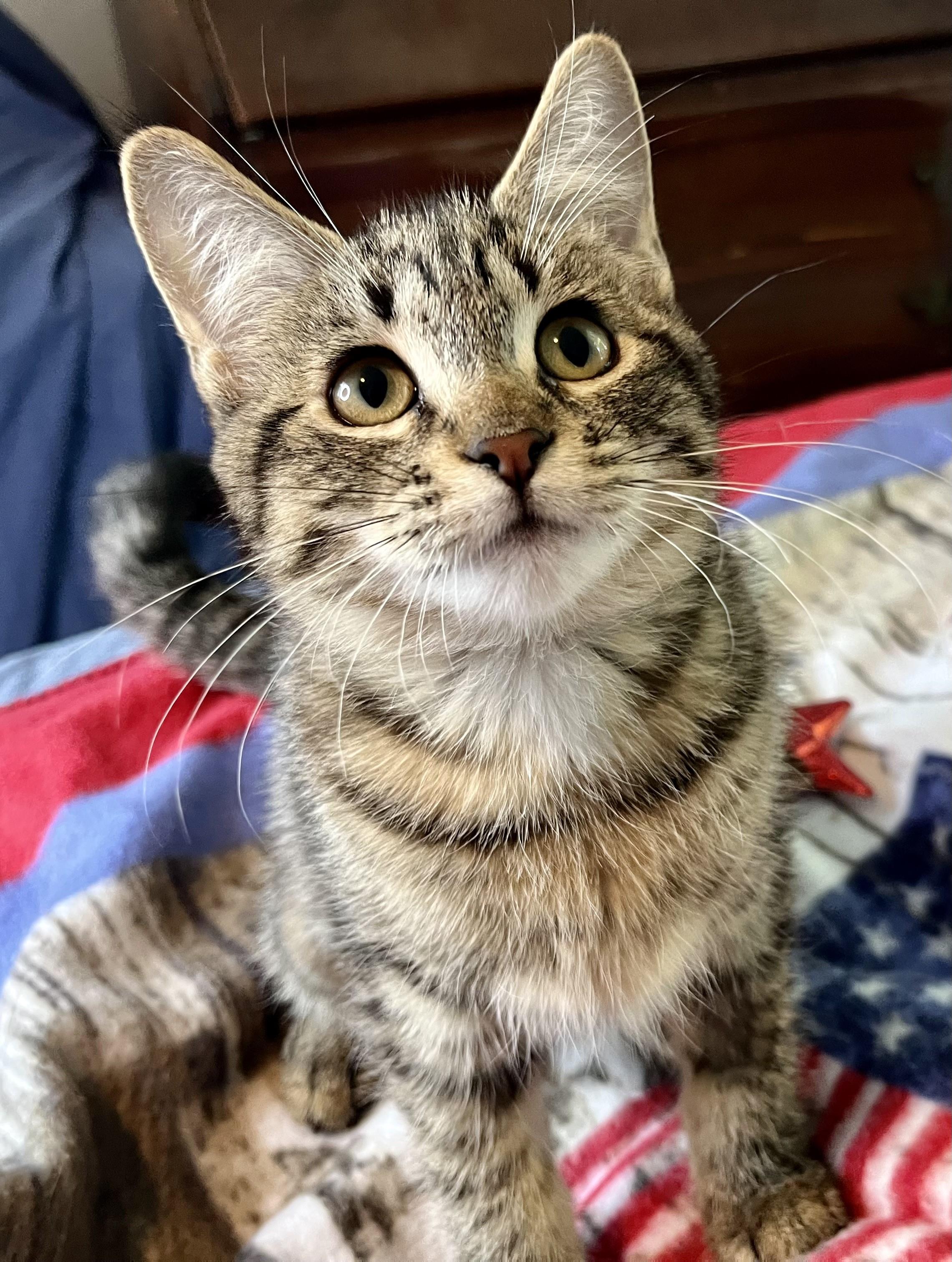 Kyra, a ADOPTABLE mixed breed in Rocky Hill, CT image 4/5