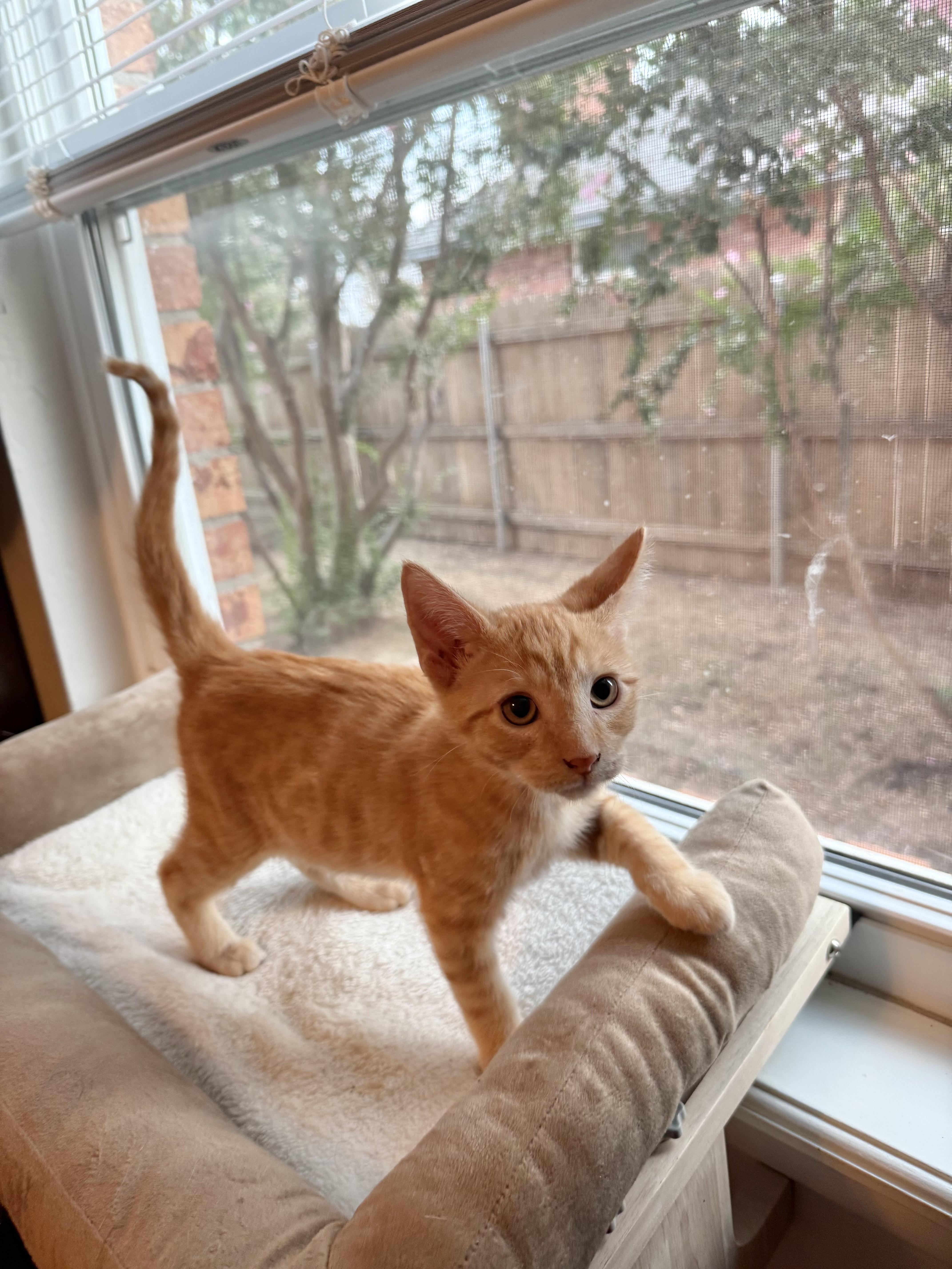 Kio, Adoptable, Kitten Male Domestic Short Hair.