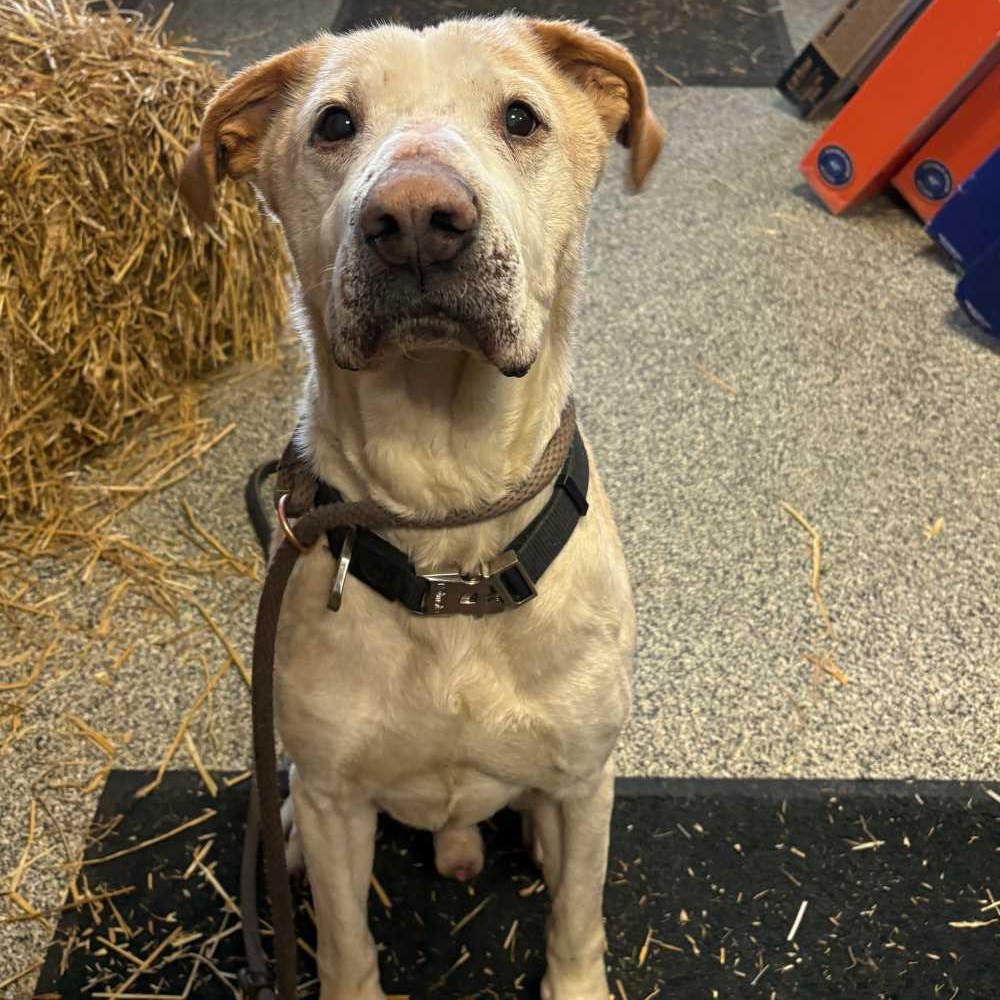 Cash, a ADOPTABLE mixed breed in Detroit, MI image 3/3