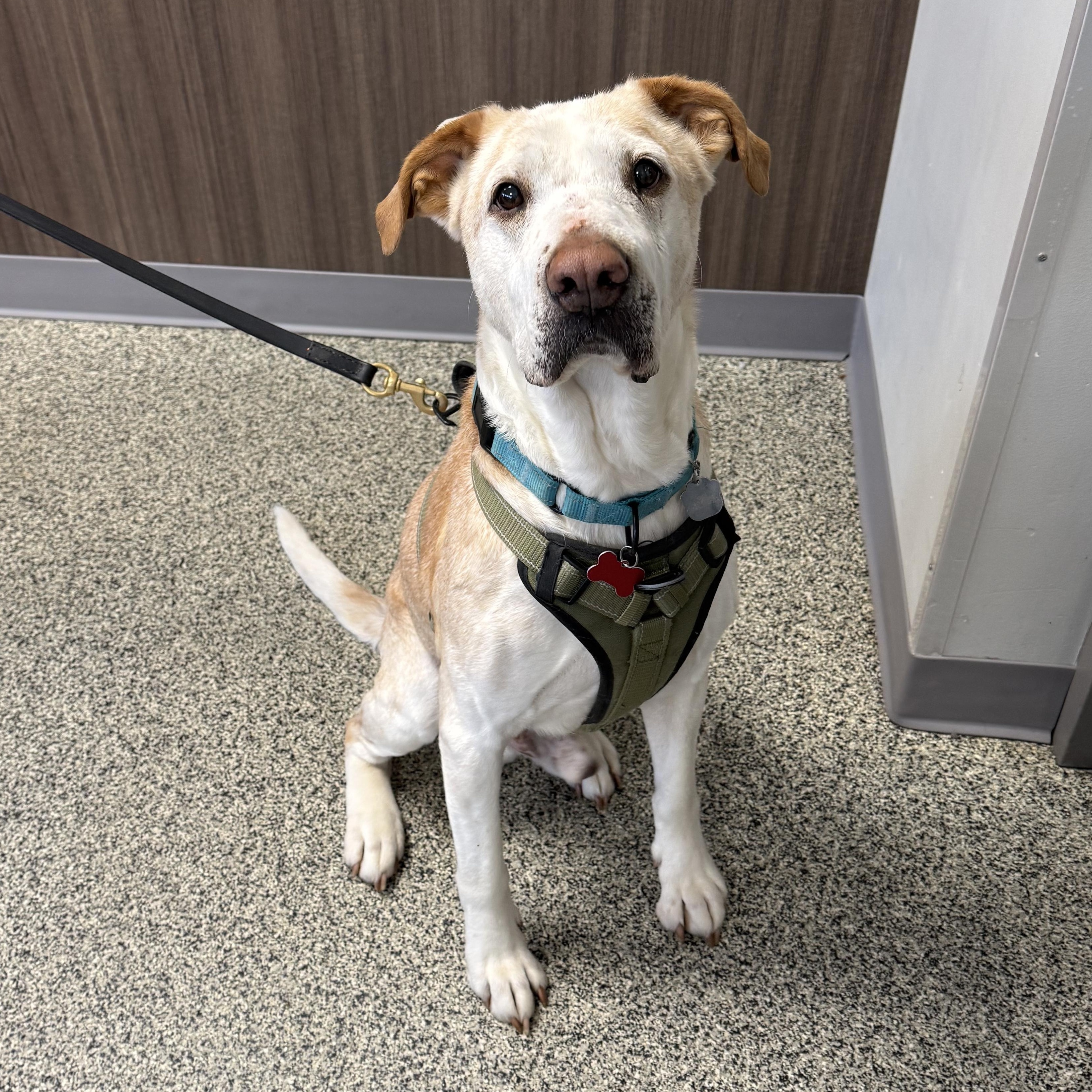 Cash, ADOPTABLE, Senior Male Labrador Retriever & Mixed Breed.
