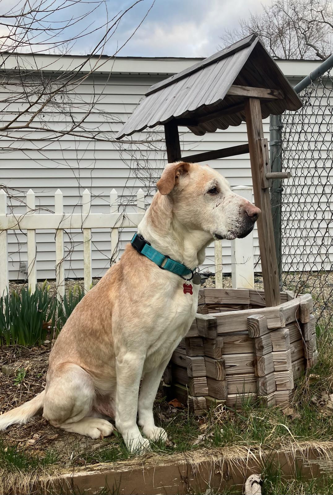 Cash, a ADOPTABLE mixed breed in Detroit, MI image 2/3