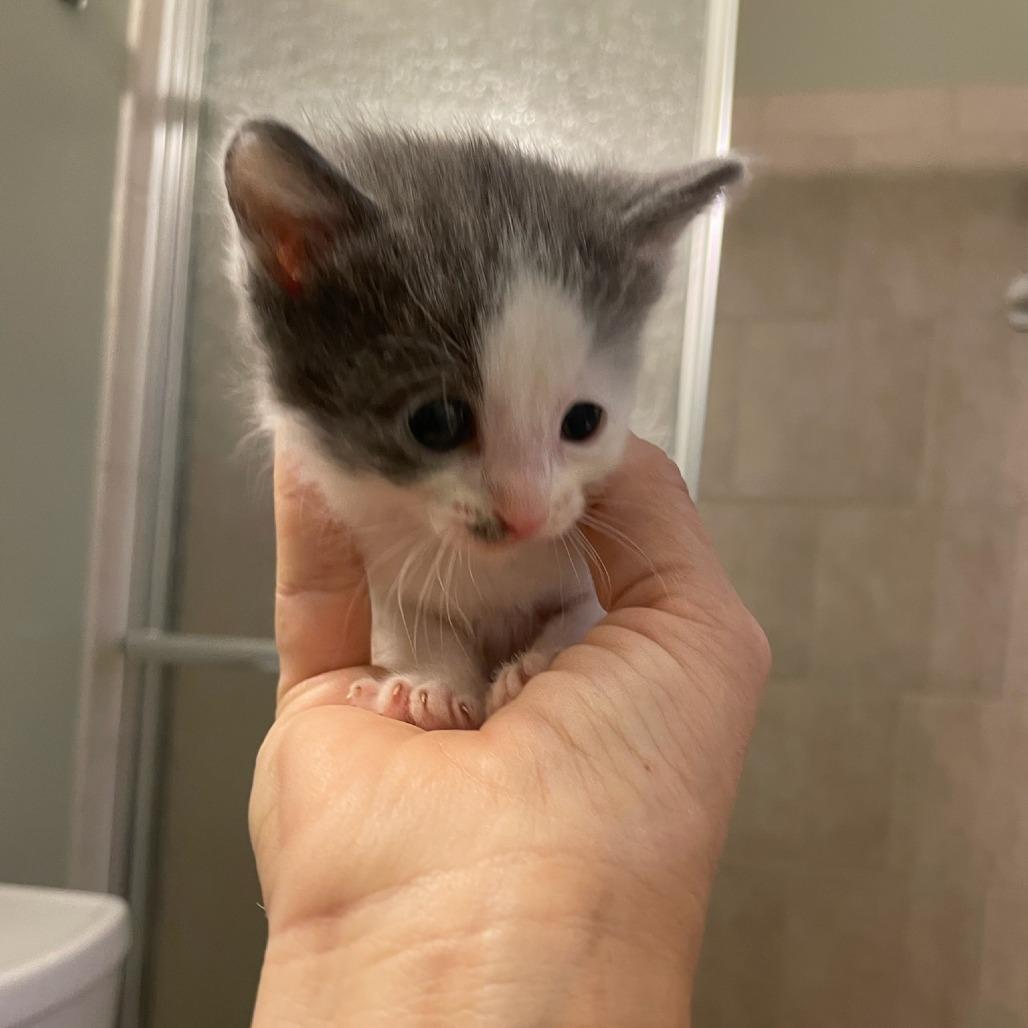 Pizzelle, Adoptable, Kitten Male Domestic Short Hair.