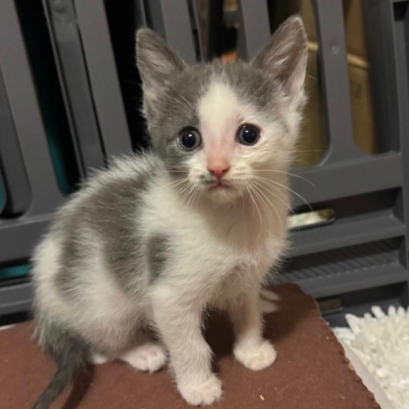 Enlarge Pizzelle, a Adoptable Domestic Short Hair in Bel Air, MD image 3/3