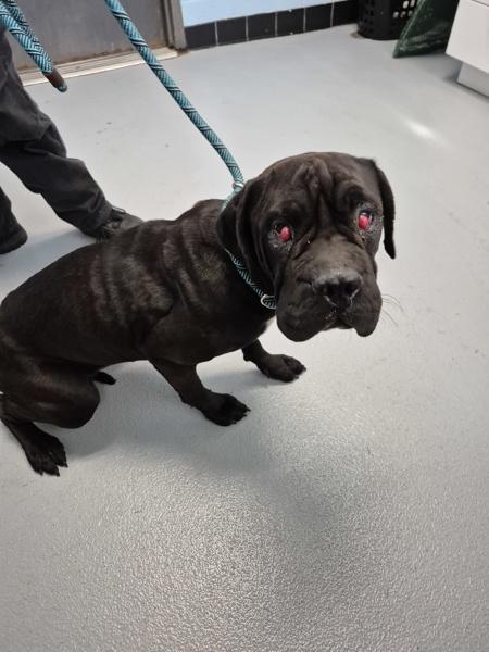Ic-17 Winifred, Adoptable, Young Female Cane Corso.