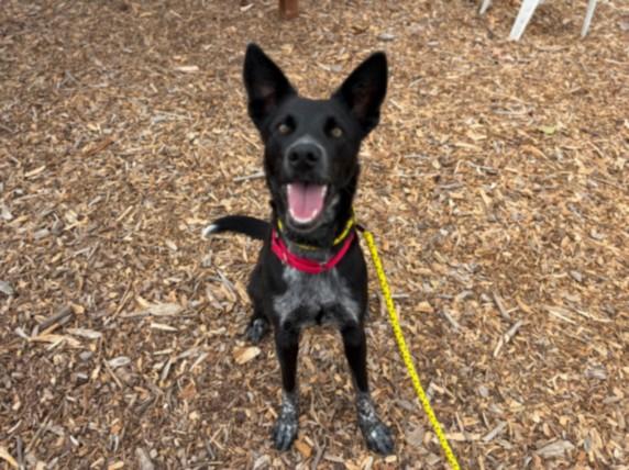 SOCKS, Adoptable, Young Female Belgian Shepherd / Malinois & Border Collie.