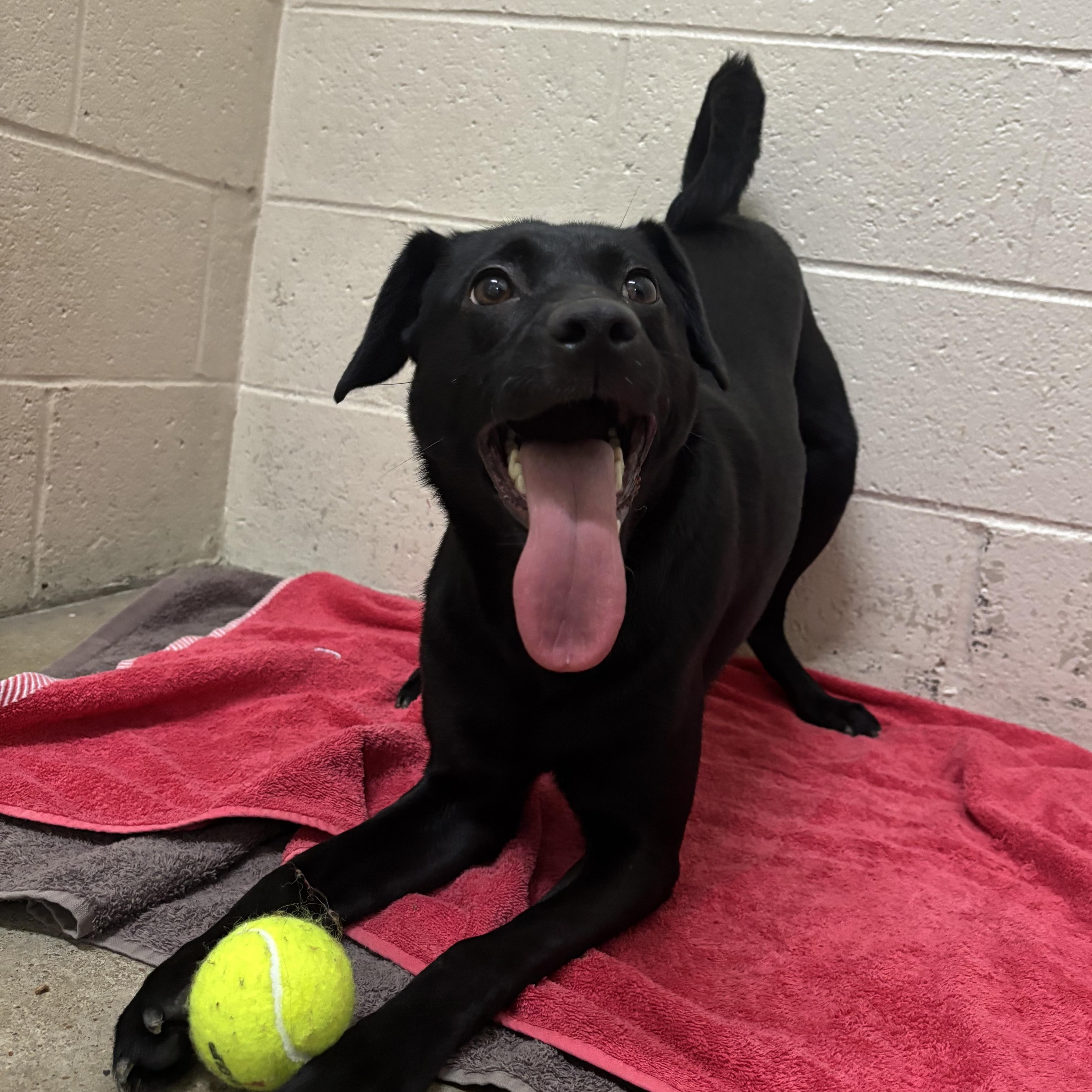 Enlarge Cider, an adoptable mixed breed in Collierville, TN image 4/4