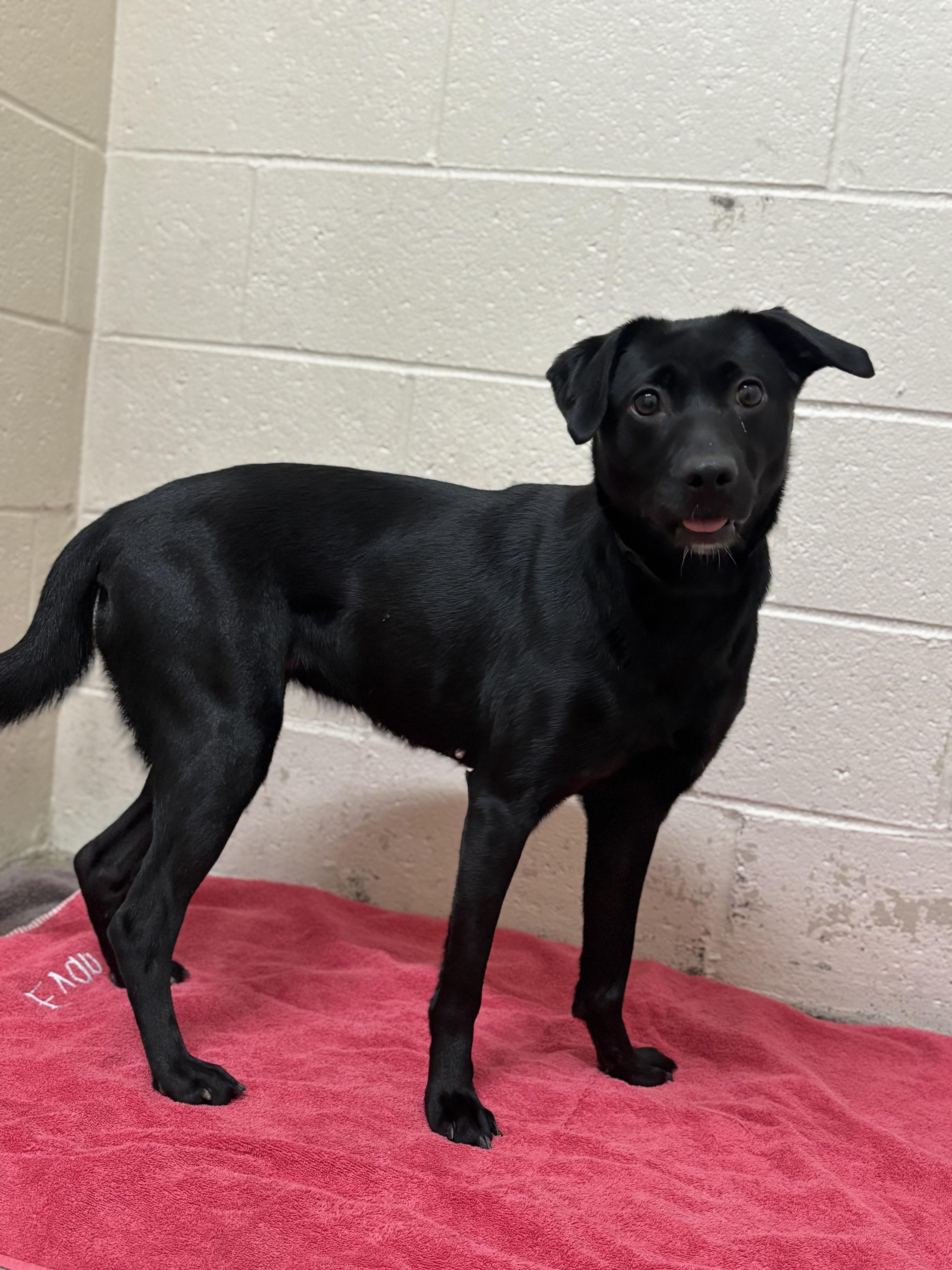 Enlarge Cider, an adoptable mixed breed in Collierville, TN image 1/4