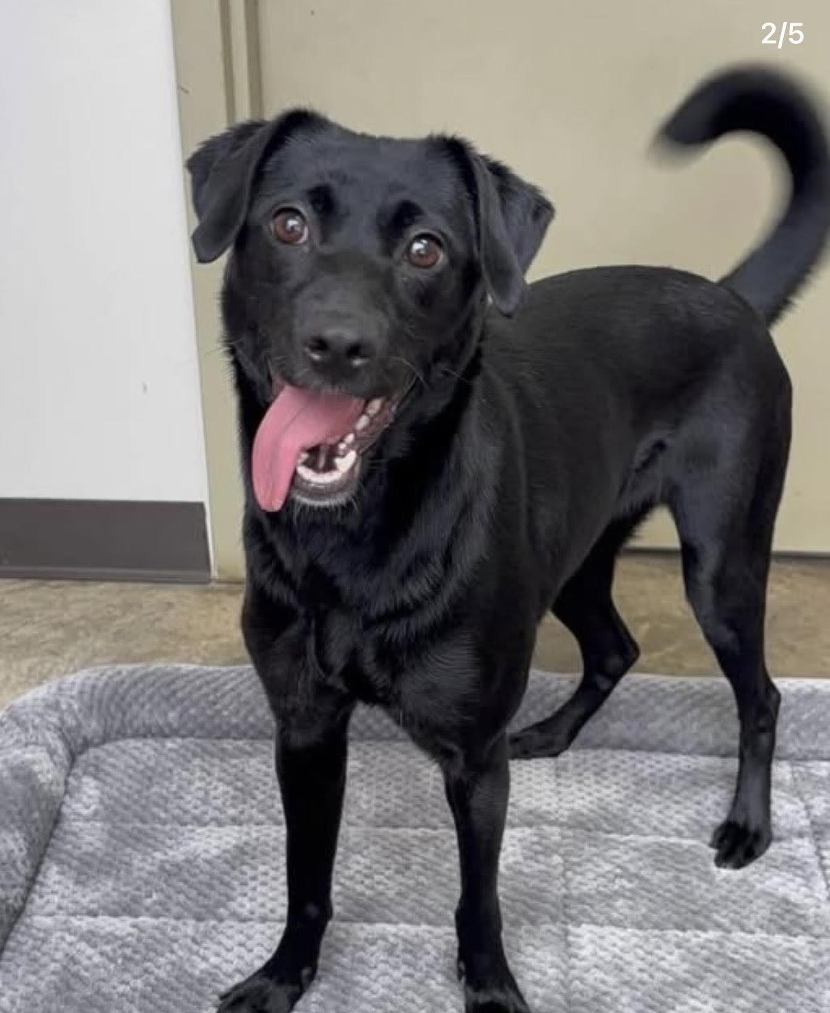 Cider, adoptable, Puppy Female Black Labrador Retriever & Mixed Breed.