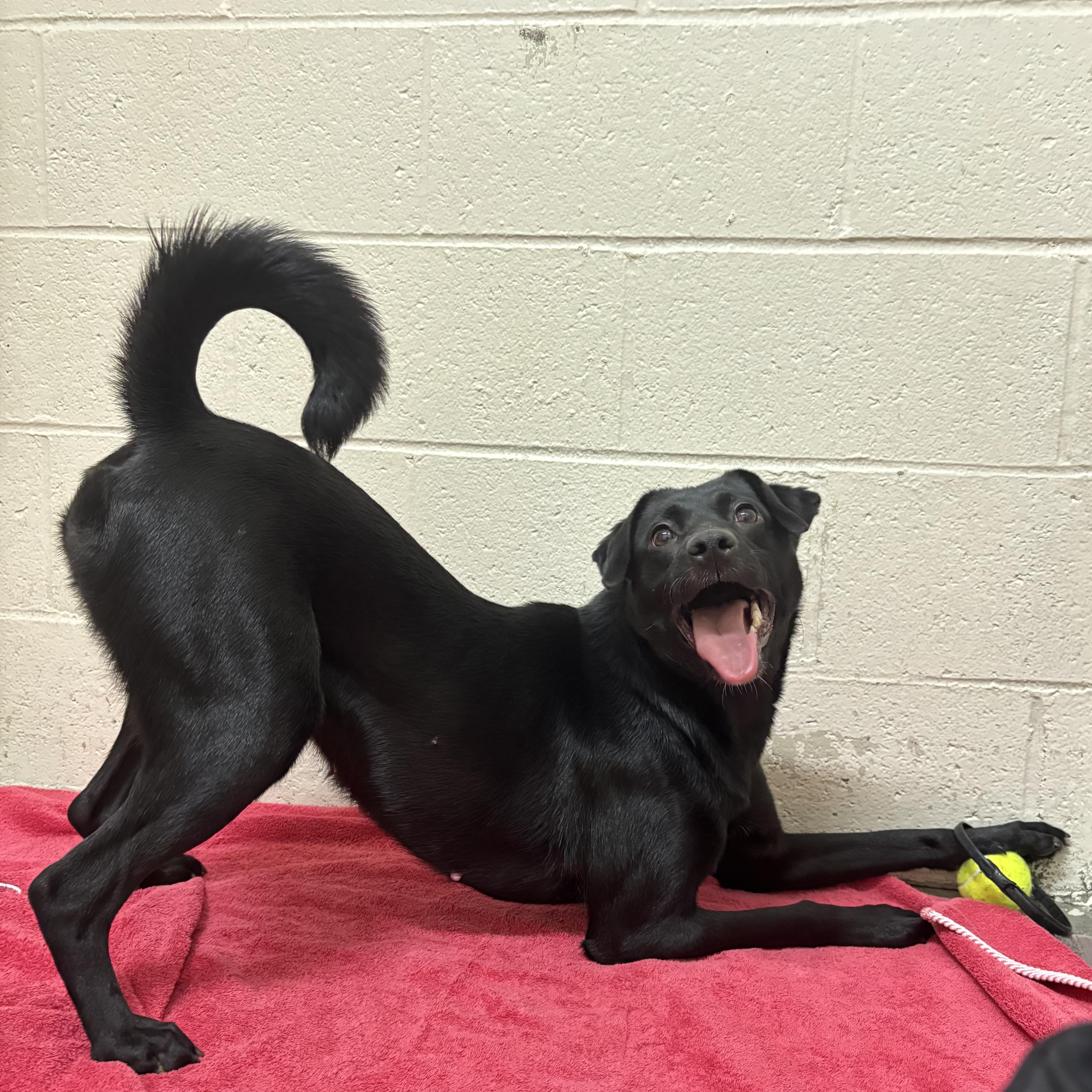 Enlarge Cider, an adoptable mixed breed in Collierville, TN image 3/4