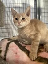 Enlarge Chewie, a Adoptable Domestic Short Hair in Manitowoc, WI image 1/1