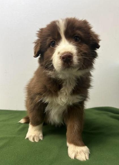 Doody Pants, Adoptable, Adult Female Cattle Dog & Mixed Breed.