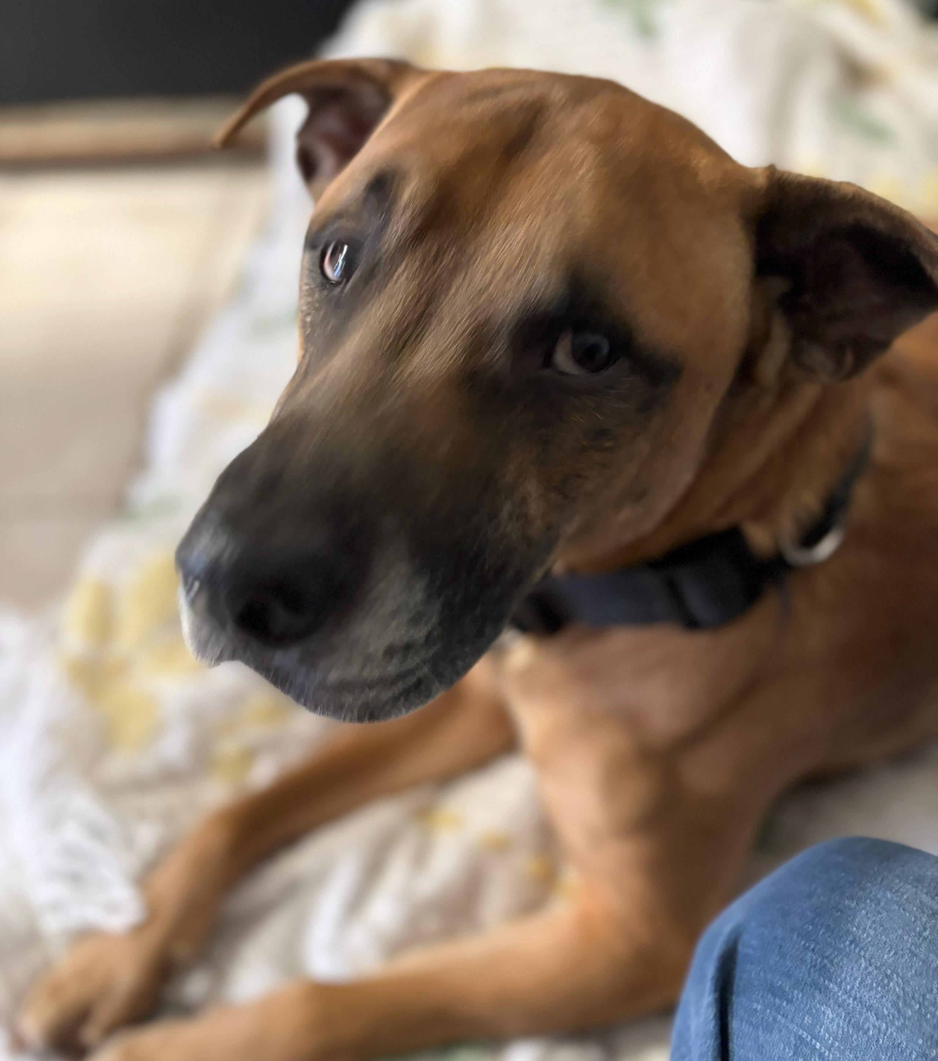Loomis, ADOPTABLE, Adult Male Chocolate Labrador Retriever.