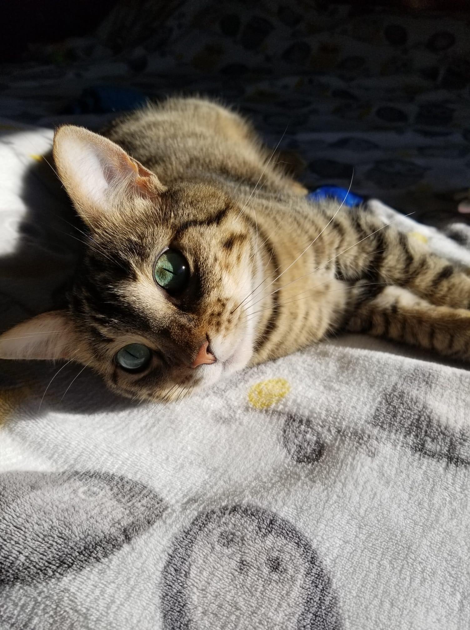 Aadi, a Adoptable mixed breed in Blaine, MN image 1/3