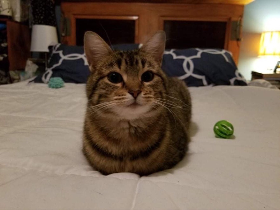 Aadi, a Adoptable mixed breed in Blaine, MN image 2/3