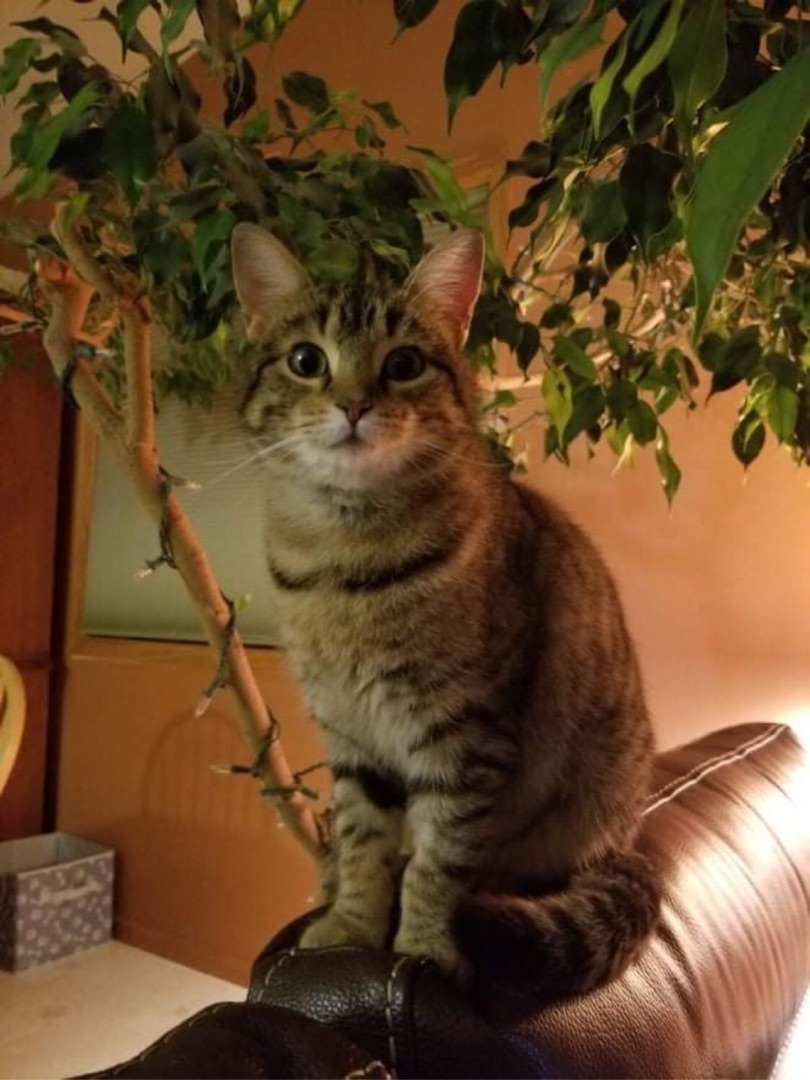 Aadi, a Adoptable mixed breed in Blaine, MN image 3/3