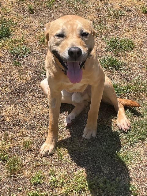 FtA Calvin, Adoptable, Young Male Yellow Labrador Retriever & Pit Bull Terrier.