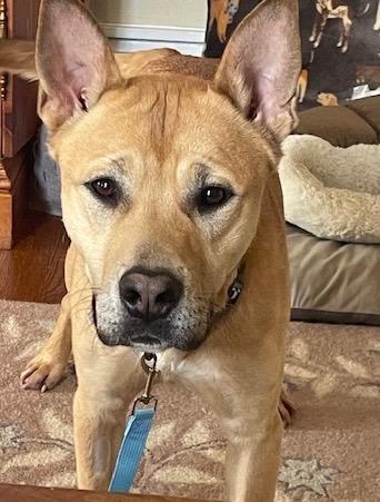 Enlarge FtA Calvin, a Adoptable mixed breed in Newnan, GA image 2/3