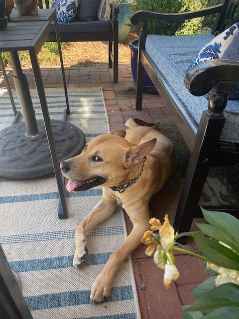 Enlarge FtA Calvin, a Adoptable mixed breed in Newnan, GA image 3/3