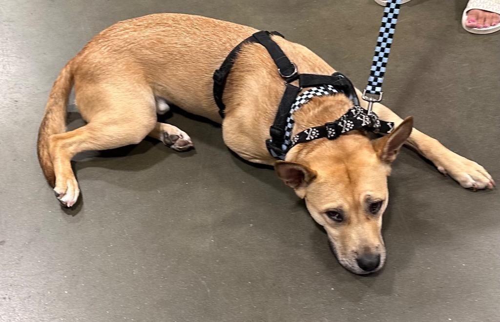 FtA Calvin, a Adoptable mixed breed in Newnan, GA image 4/4