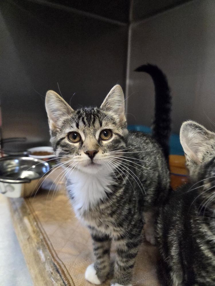 Enlarge Tulip, a Adoptable mixed breed in Salmon, ID image 1/1
