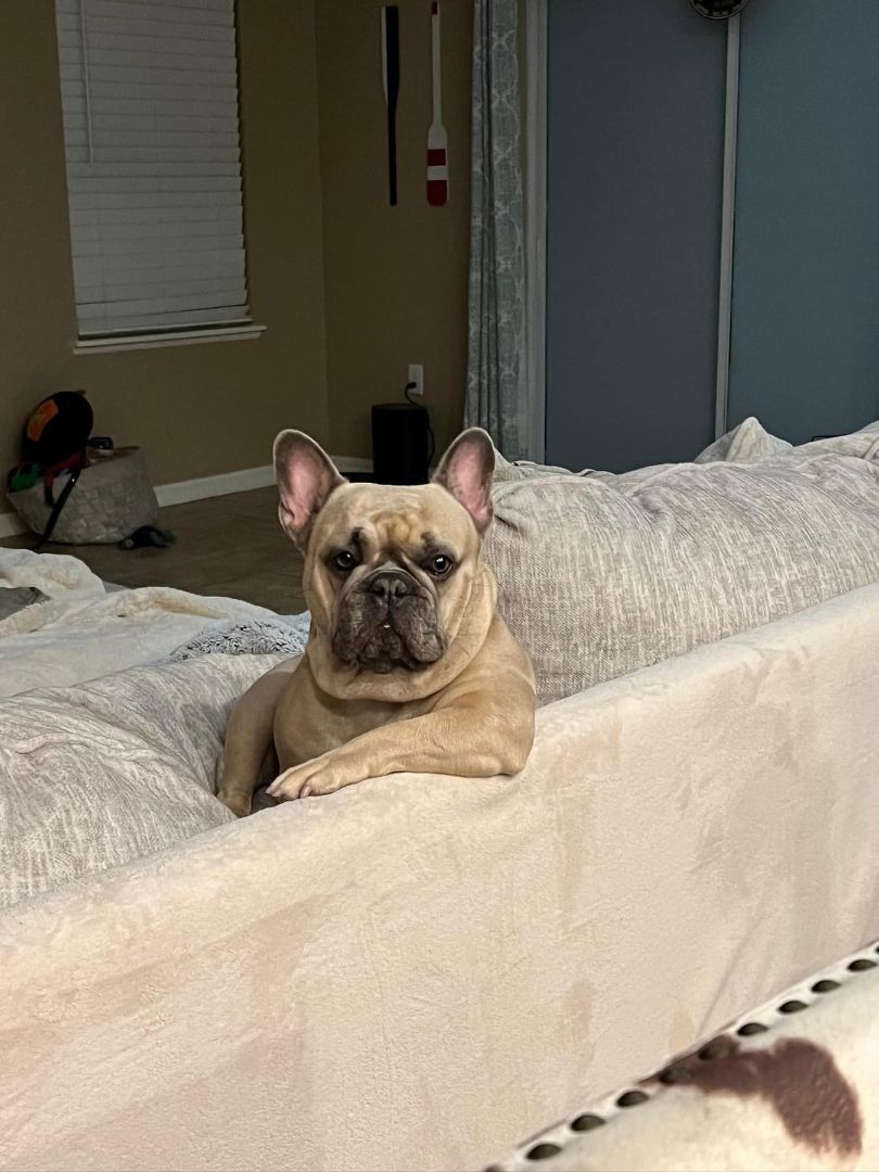 Bella, Adopted, Adult Female French Bulldog.