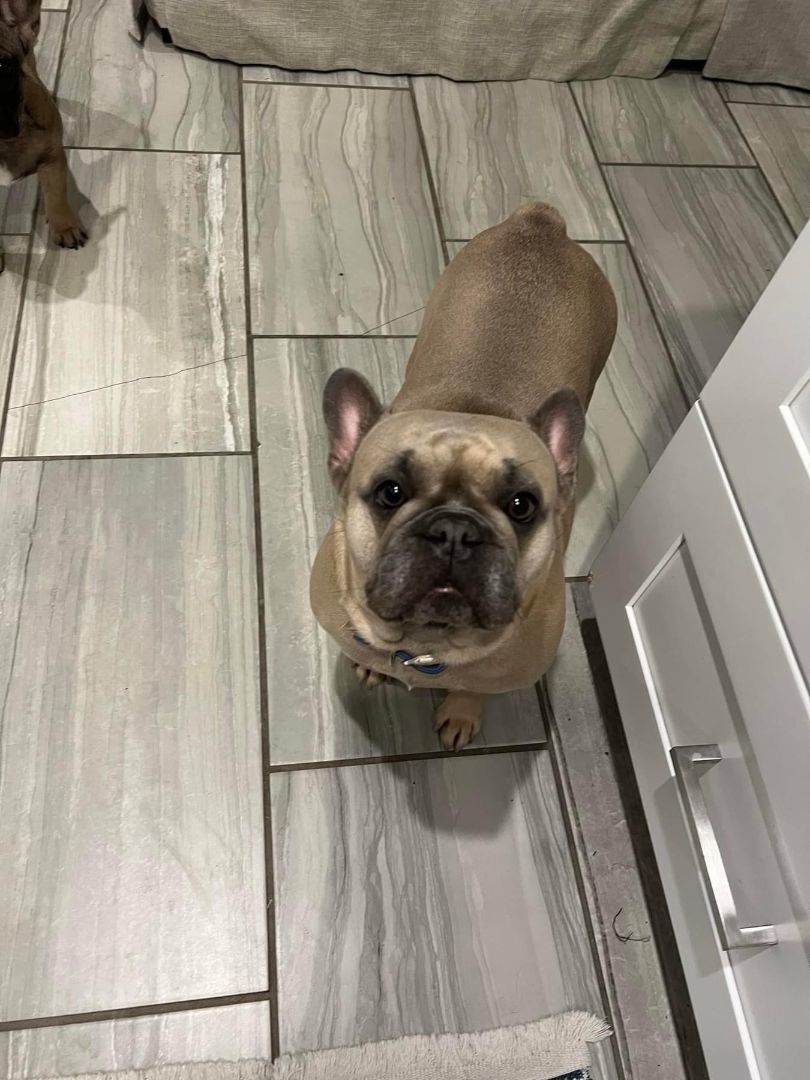 Enlarge Bella, a Adopted French Bulldog in PALM BAY, FL image 2/3