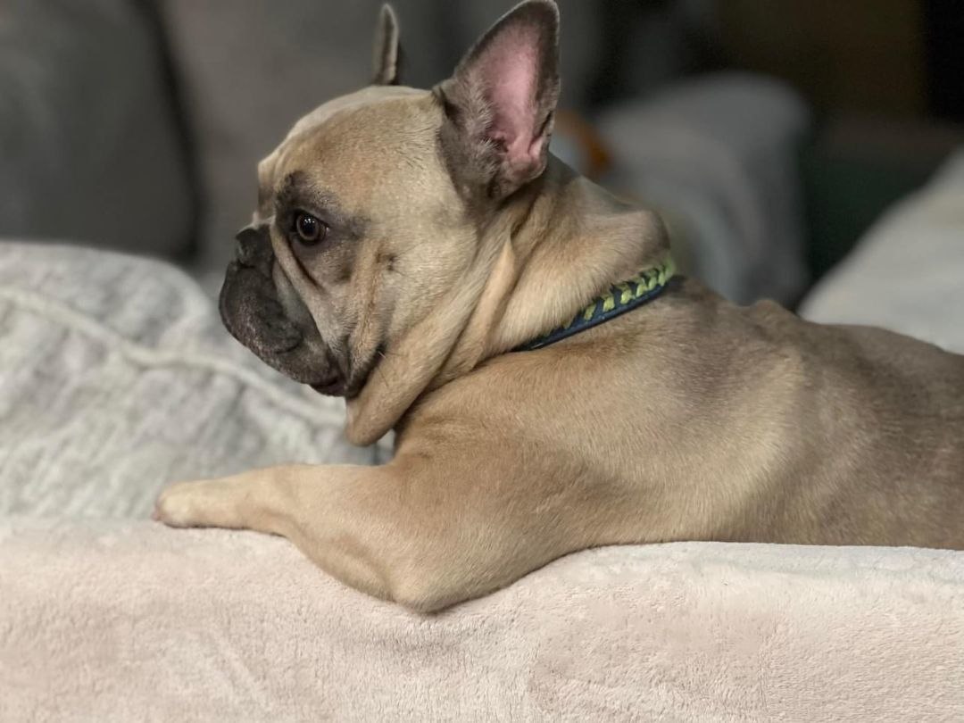 Enlarge Bella, a Adopted French Bulldog in PALM BAY, FL image 3/3