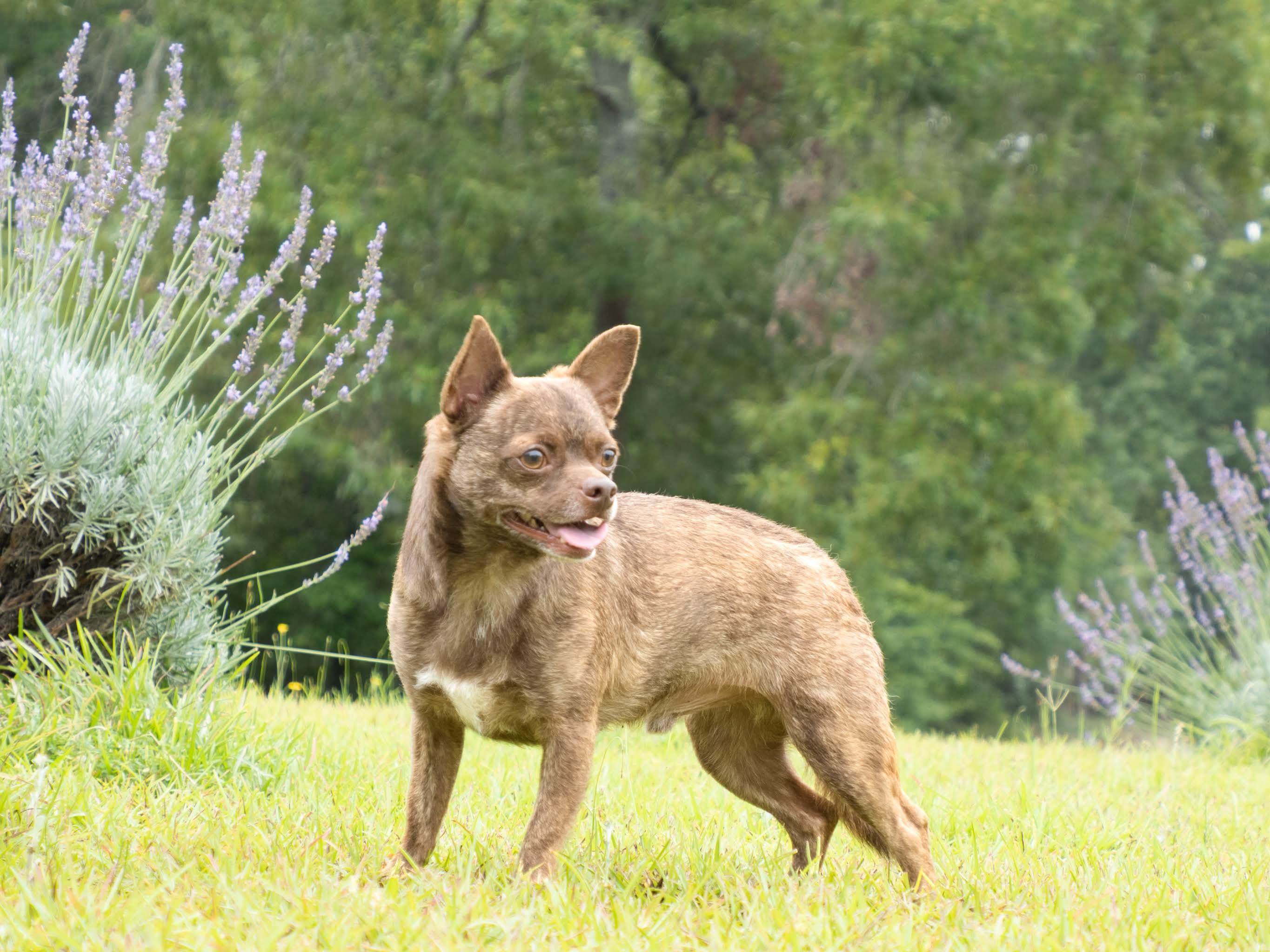 Rocky, a Adoptable Chihuahua in Aiken, SC image 1/3