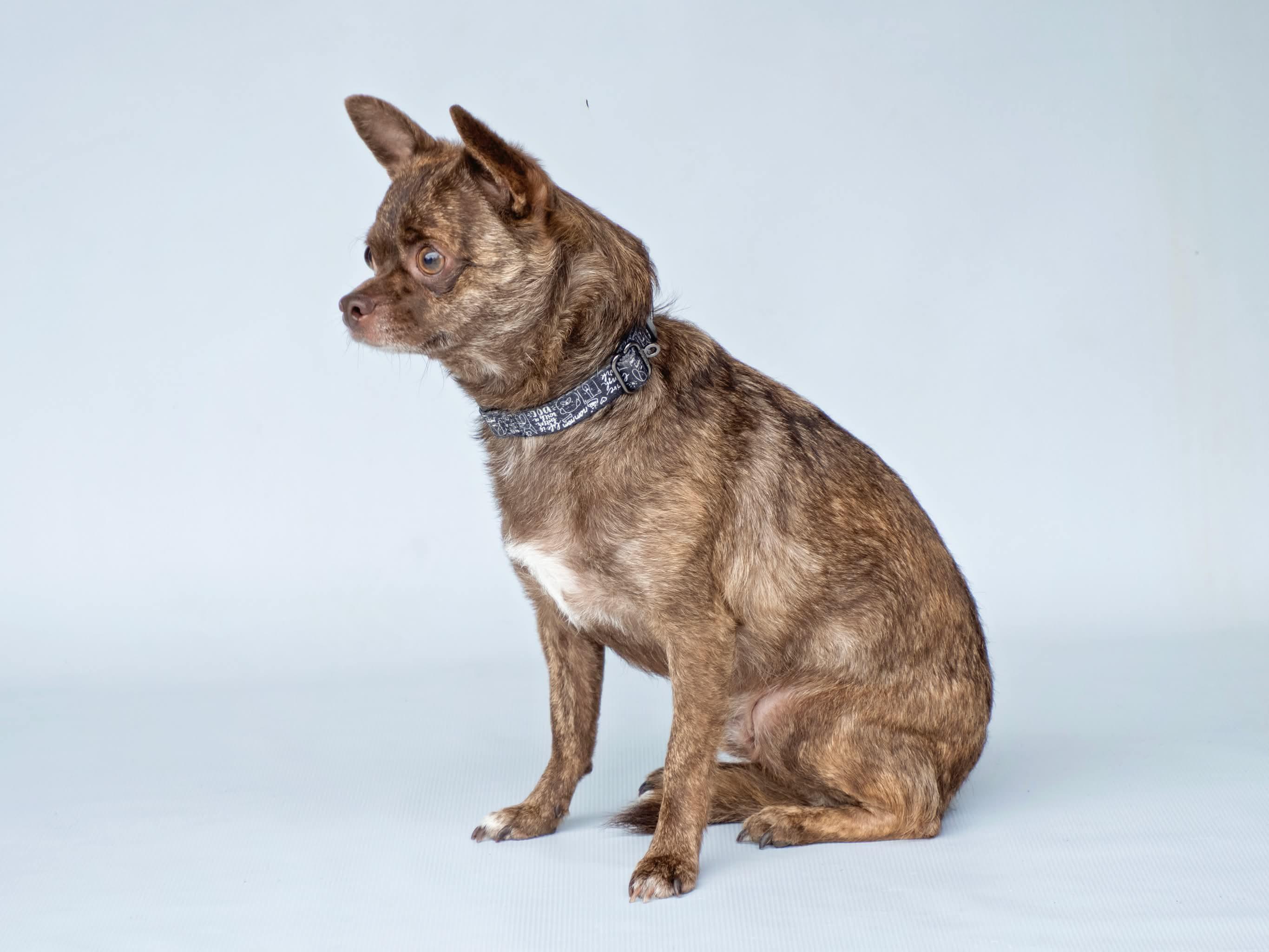 Rocky, a Adoptable Chihuahua in Aiken, SC image 3/3