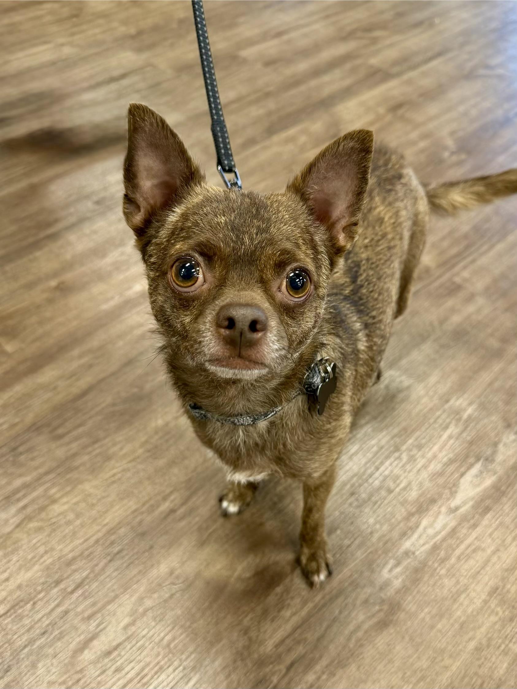 Rocky, Adoptable, Adult Male Chihuahua.
