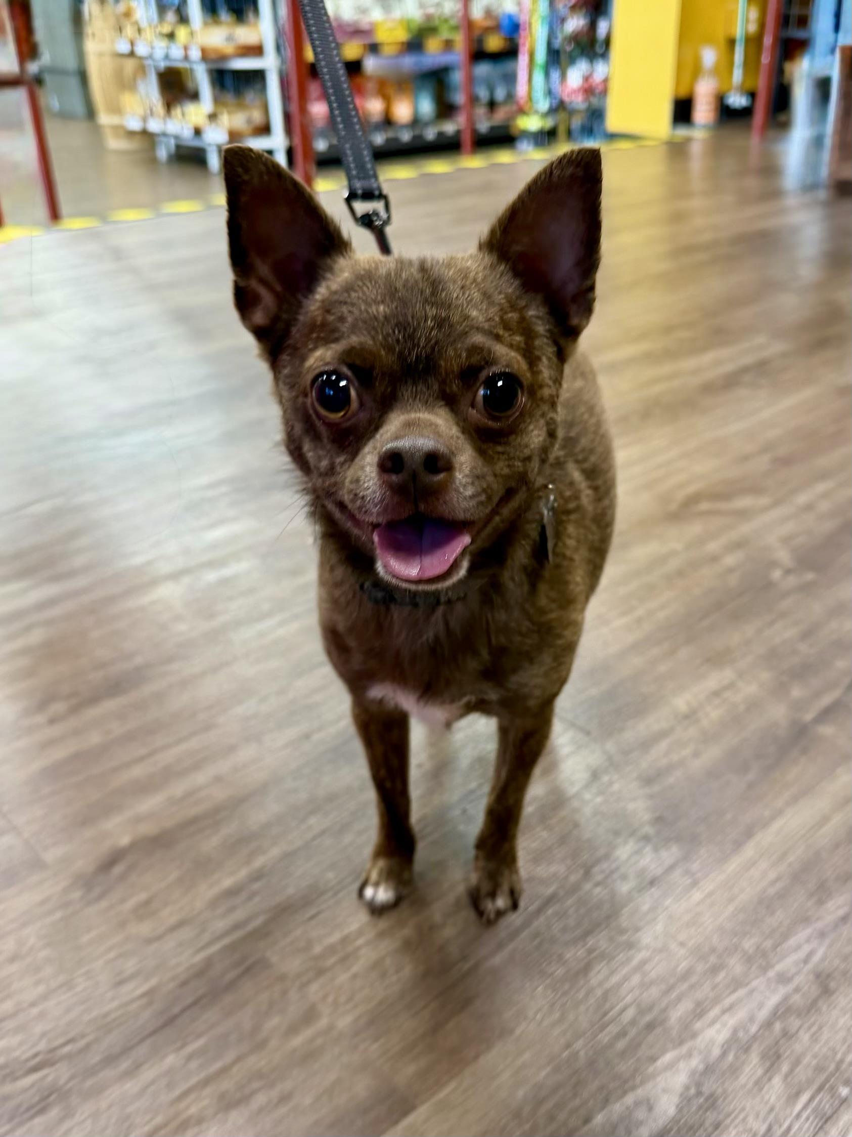 Rocky, a Adoptable Chihuahua in Aiken, SC image 3/6