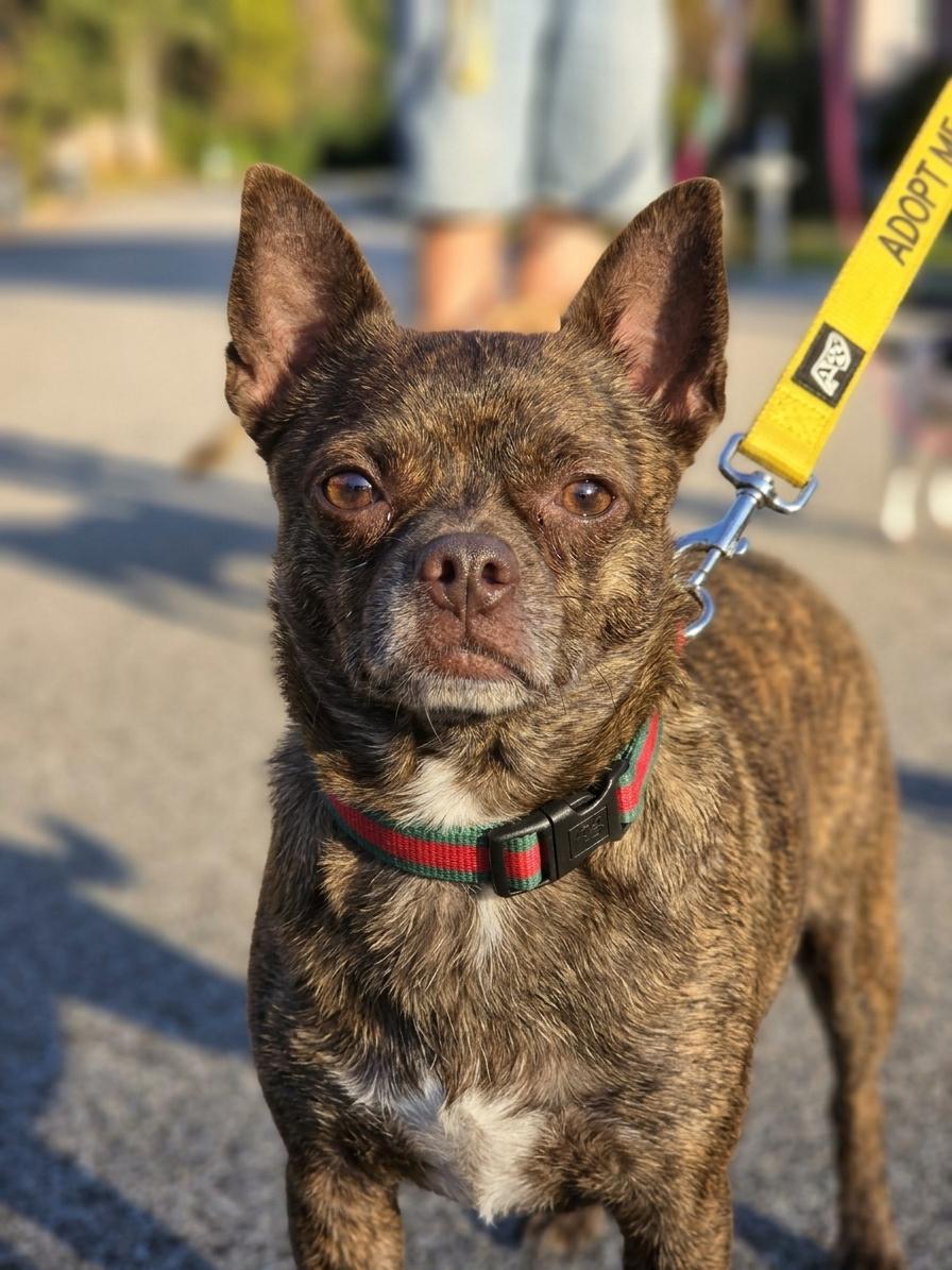 Rocky, Adoptable, Adult Male Chihuahua.