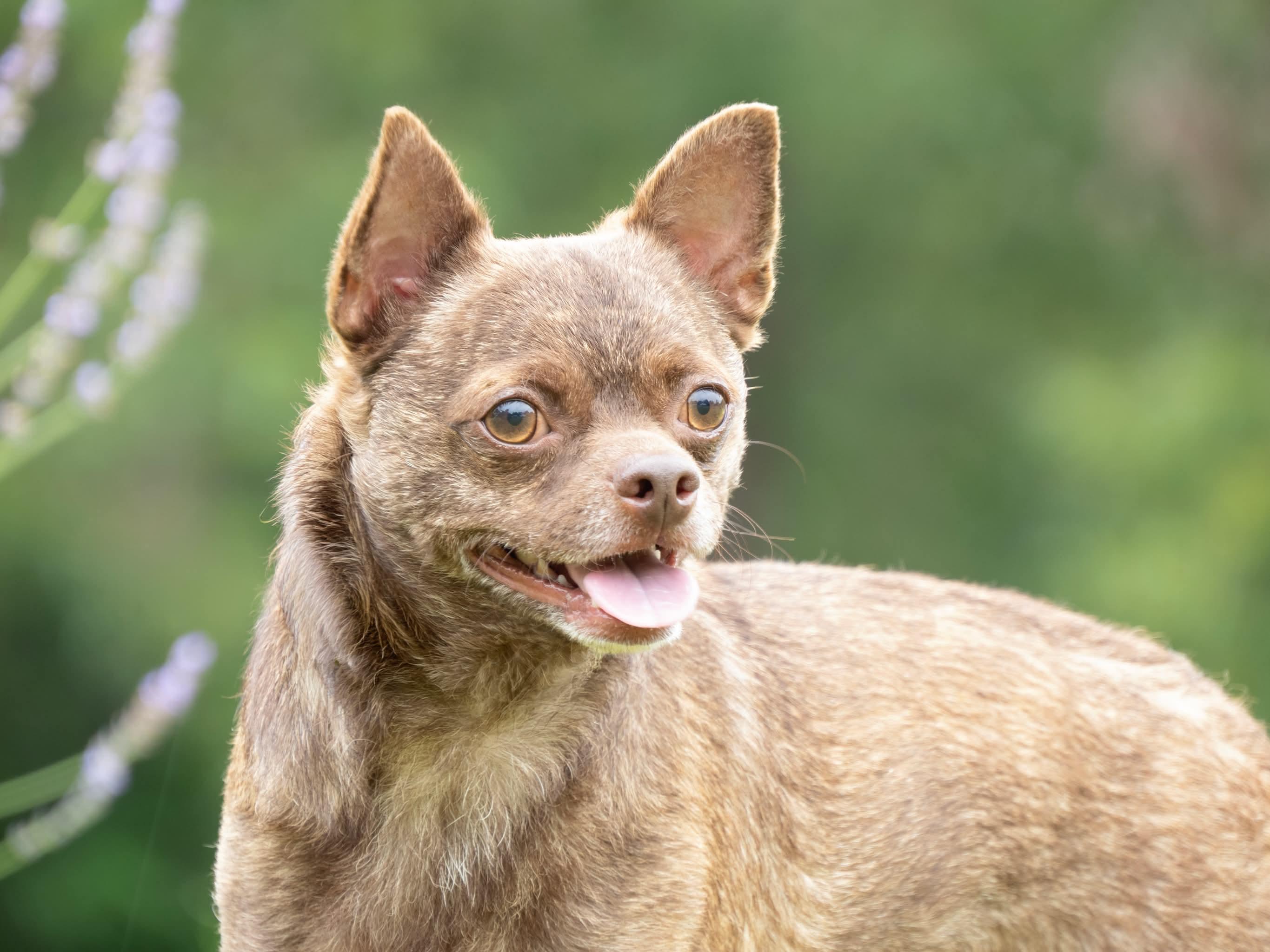 Rocky, a Adoptable Chihuahua in Aiken, SC image 2/3