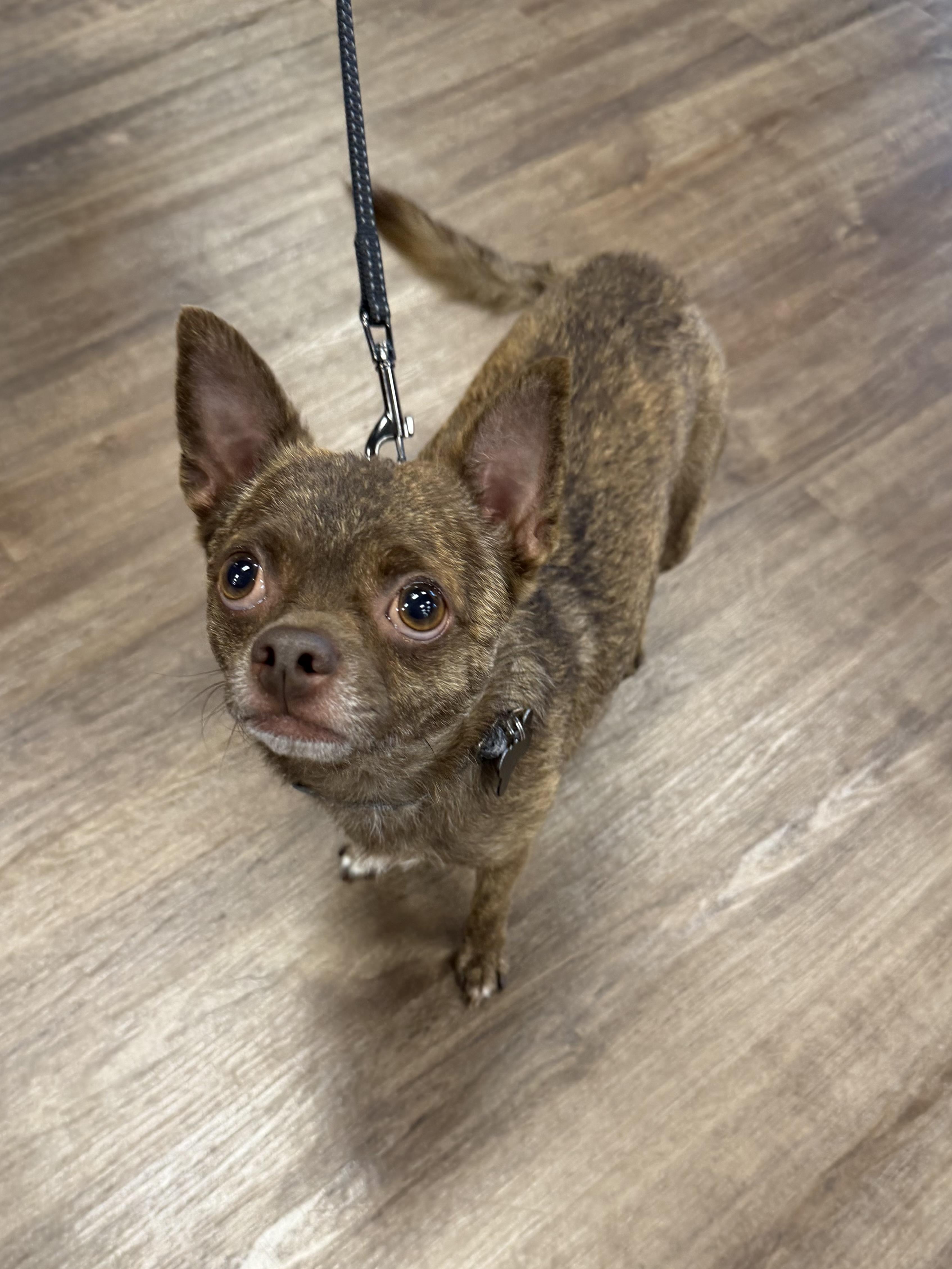 Rocky, a Adoptable Chihuahua in Aiken, SC image 2/6