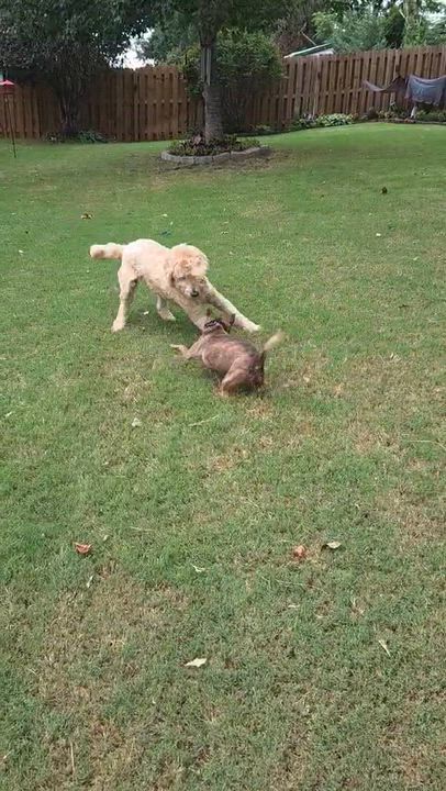 Enlarge Rocky, a Adoptable Chihuahua in Aiken, SC video 4/4