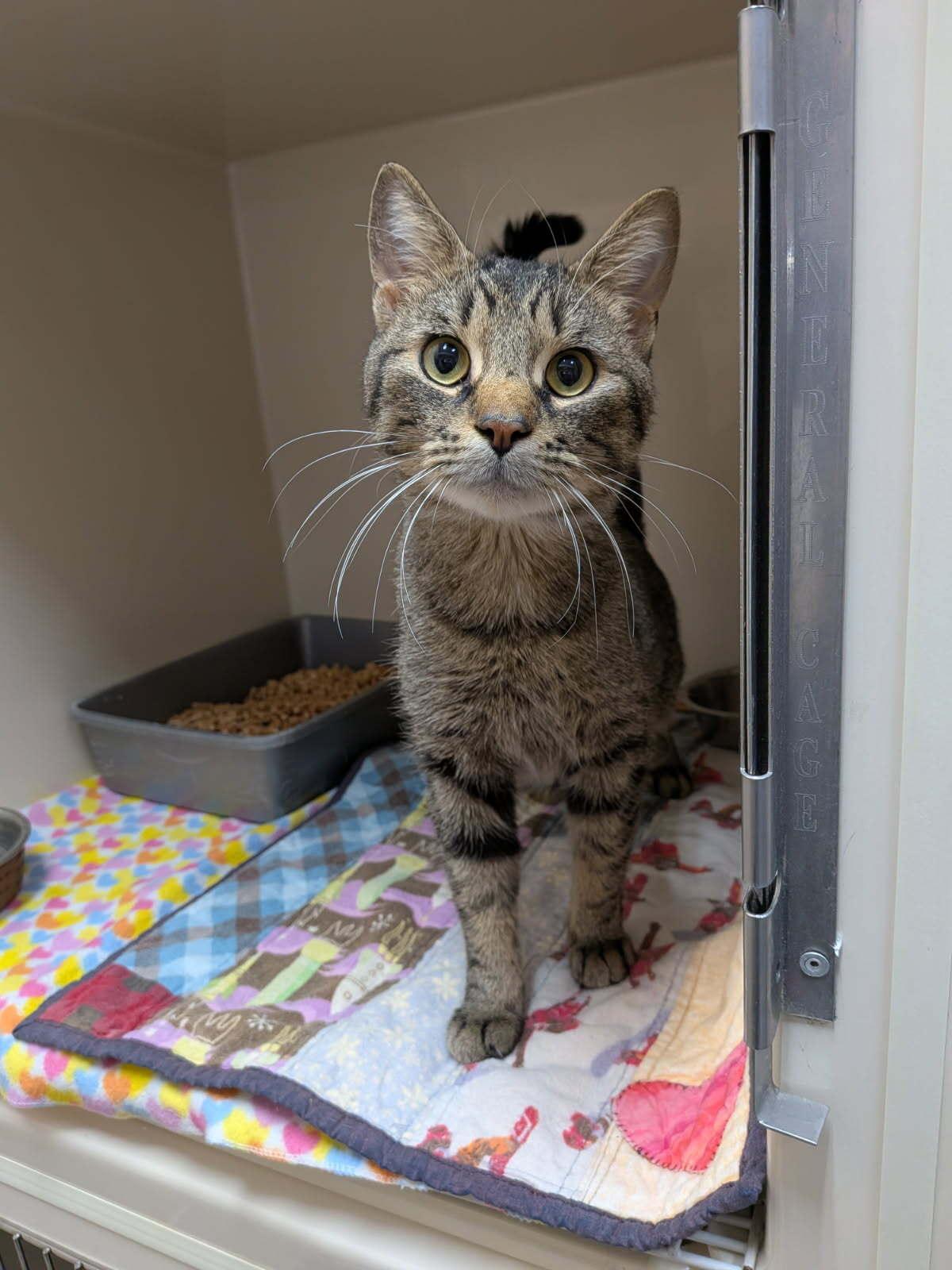 Enlarge Ritz, a ADOPTABLE Domestic Short Hair in wetaskiwin, AB image 1/1