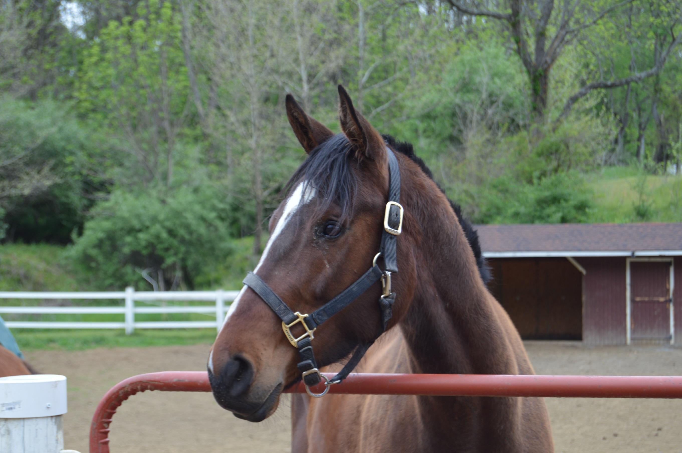 Enlarge Sycamore Miss, a ADOPTABLE Thoroughbred in KNOXVILLE, MD image 2/5