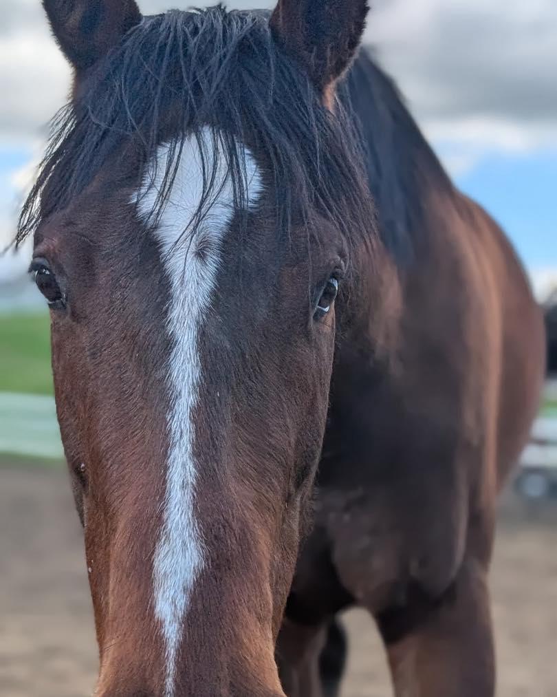 Enlarge Sycamore Miss, a ADOPTABLE Thoroughbred in KNOXVILLE, MD image 4/5